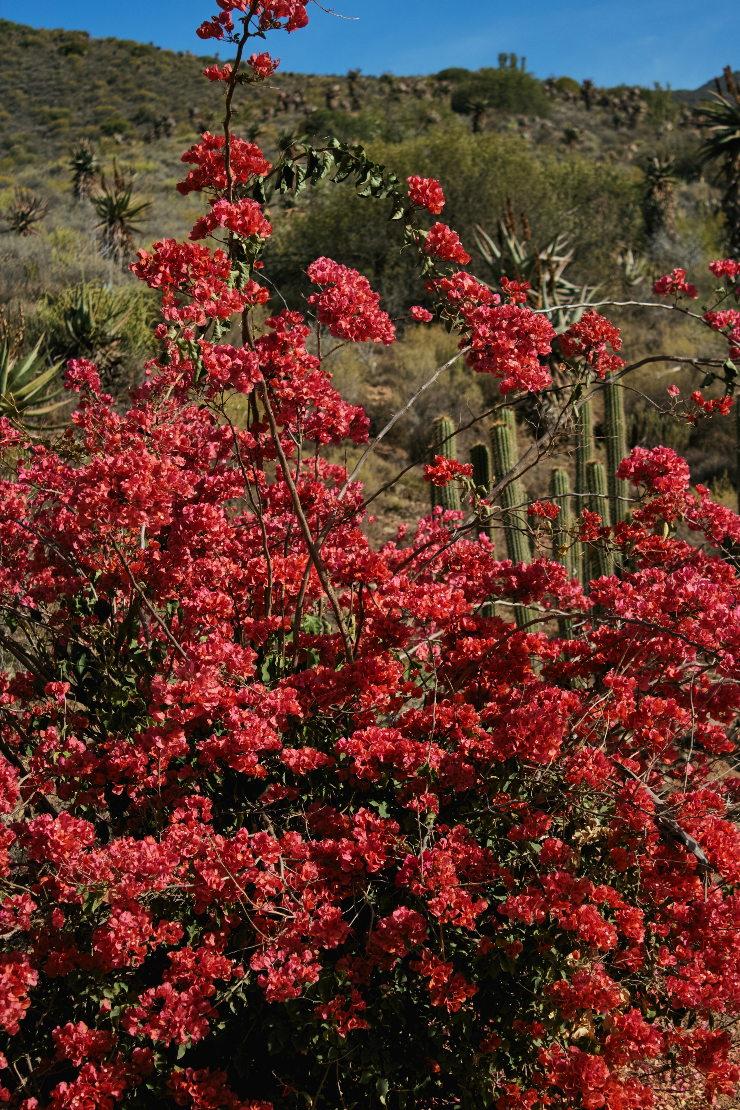 ЮАР. Профессиональный Фотограф во Владимире, в Москве и в Суздале — Полина Романычева