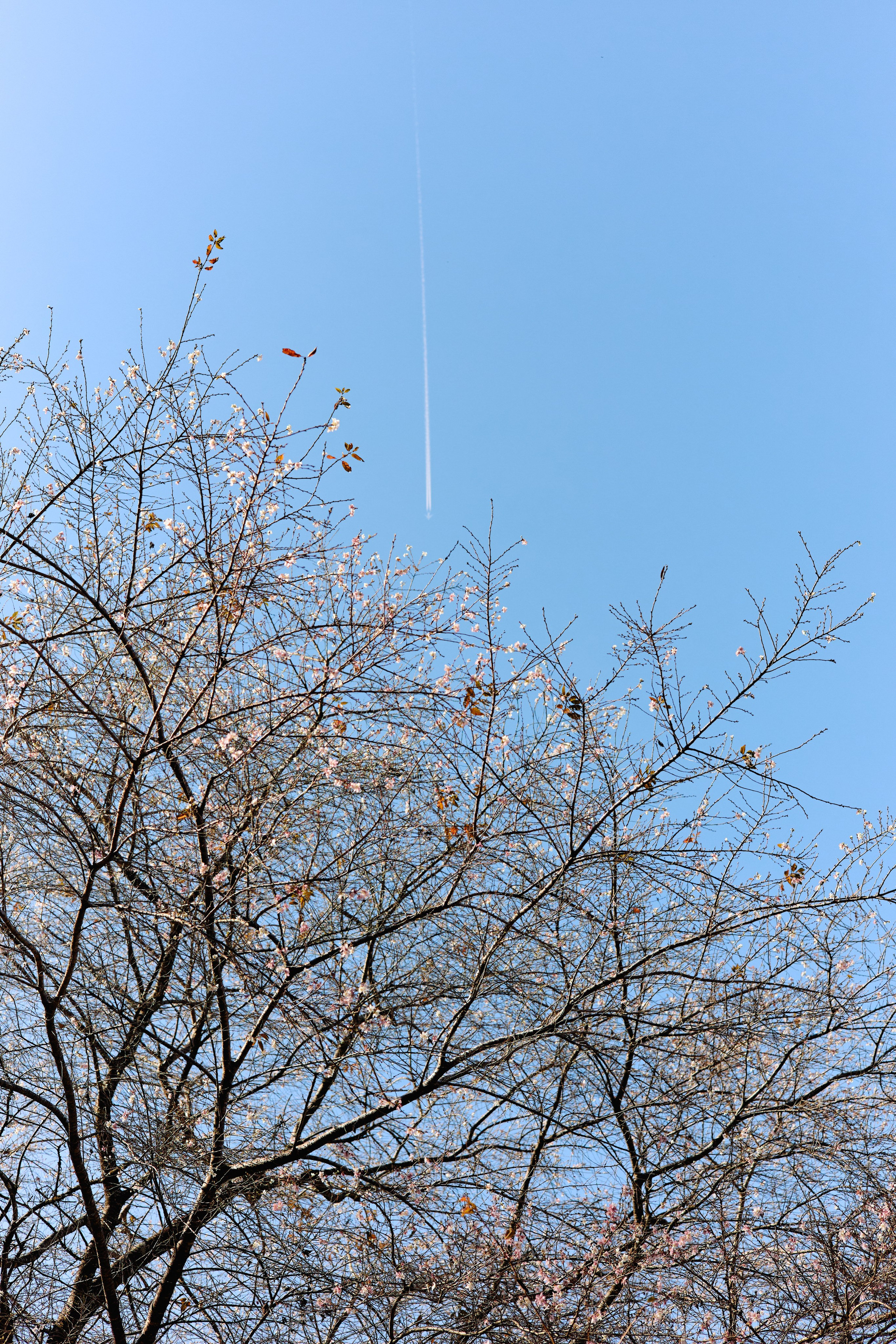 Япония. Профессиональный Фотограф во Владимире, в Москве и в Суздале — Полина Романычева