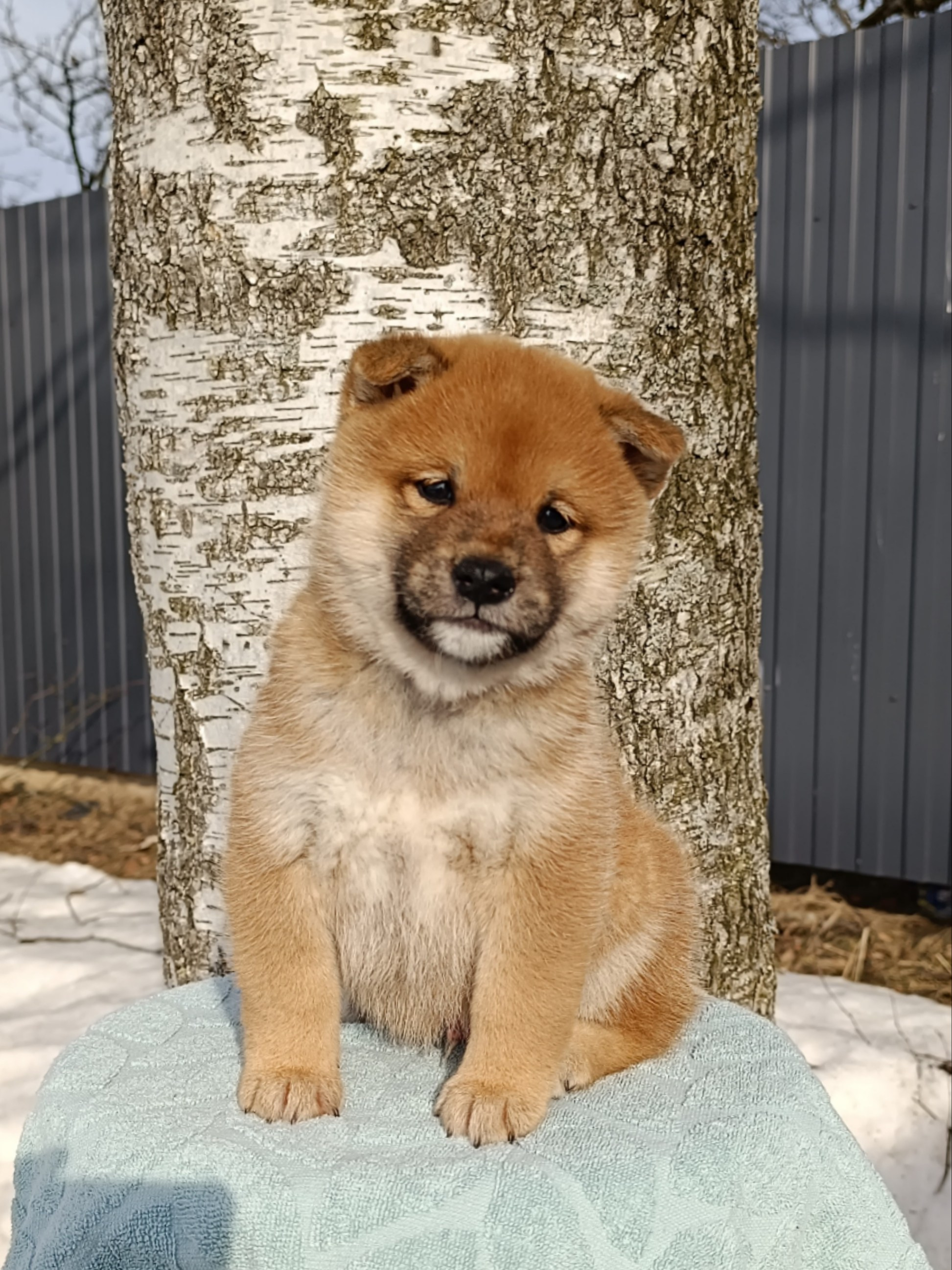 Сиба Rubylight Everest питомник Рубилайт 