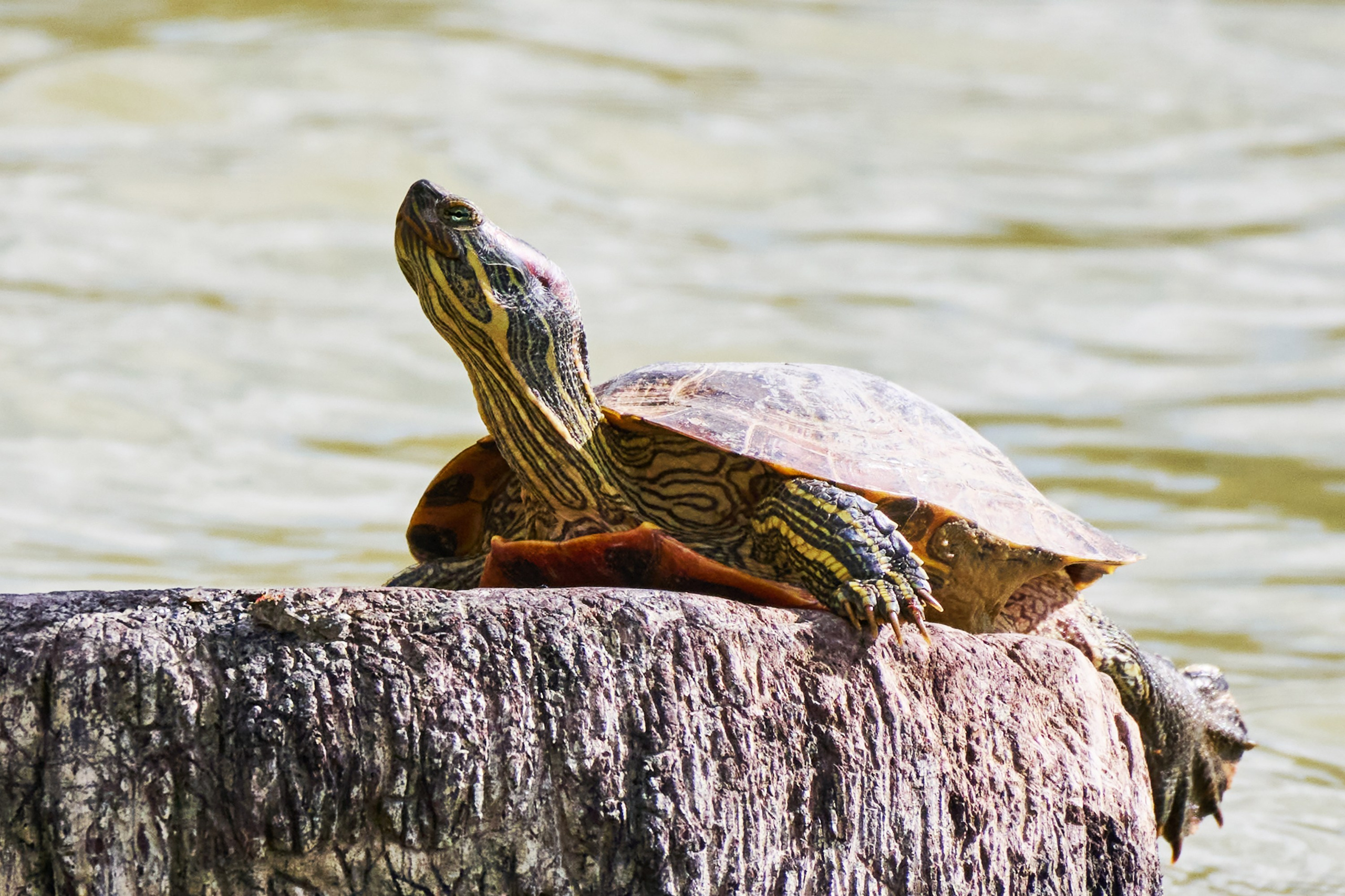 Фотографии животных. Яркие фото на Чёрном море