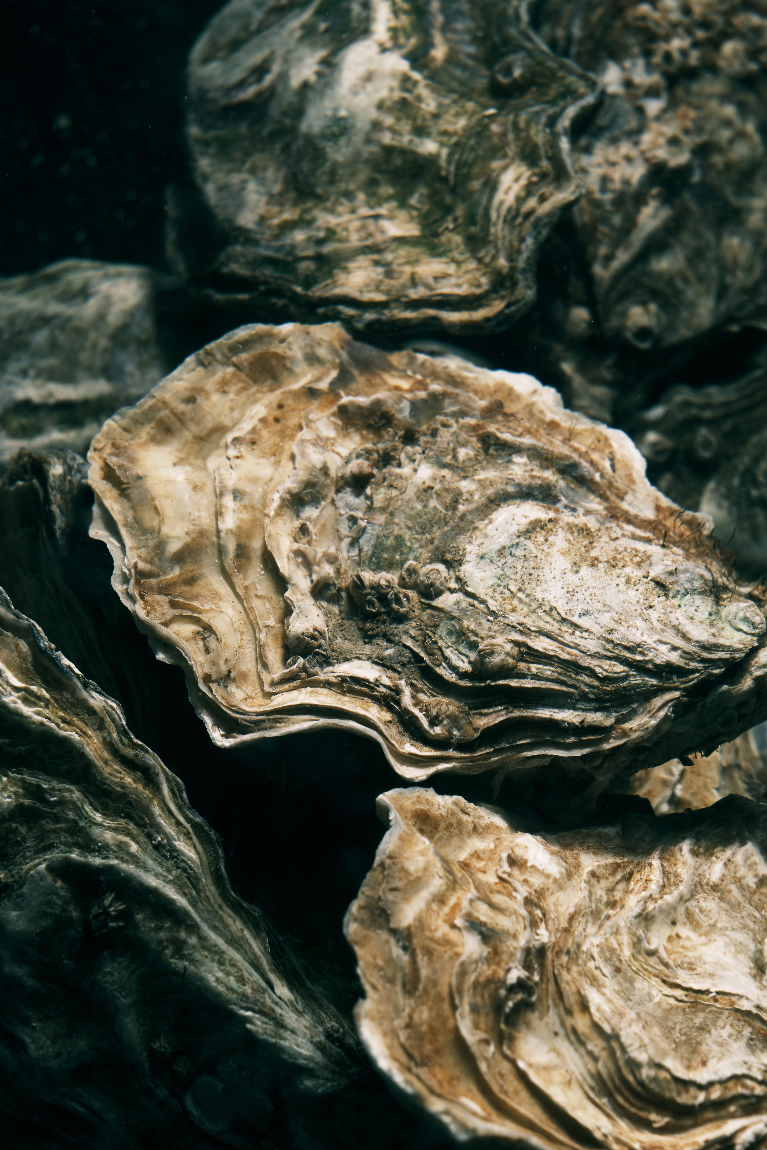 Etro. Коммерческий фотограф Астана. Fashion съемка Food съемка, Reels