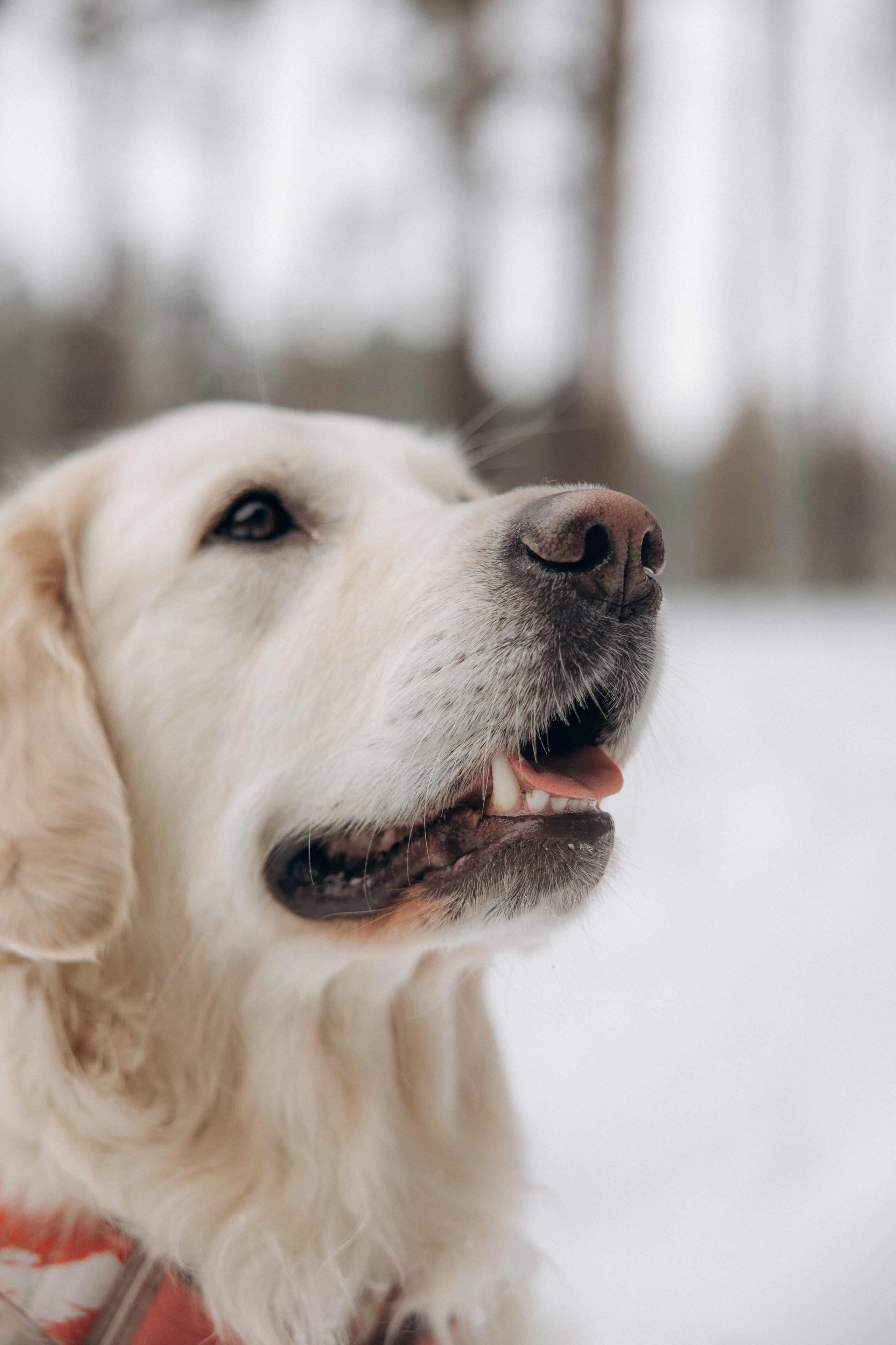 Зима. Лес. Татьяна и Делла. Фотограф анималист в Казани Алина Сулейманова. Фотограф животных