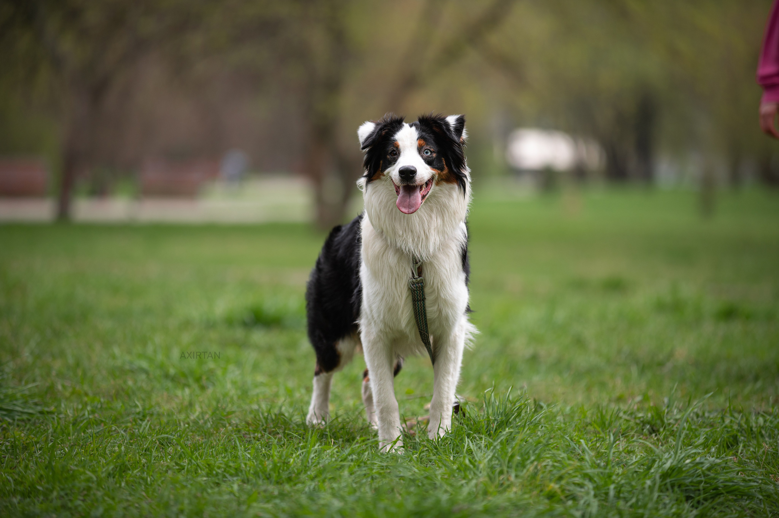 Синдра. BLGKV питомник собак