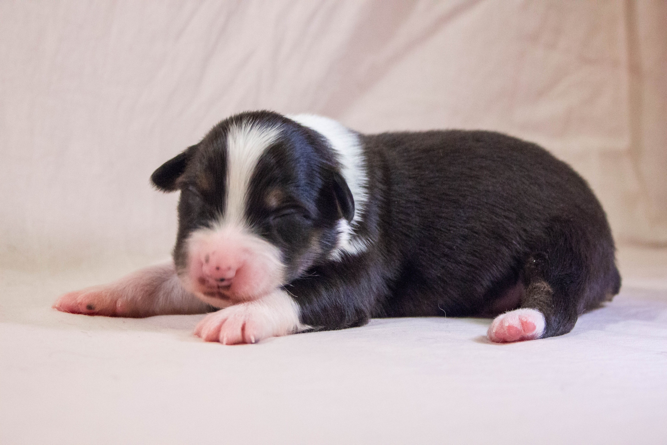 Рем. BLGKV питомник собак