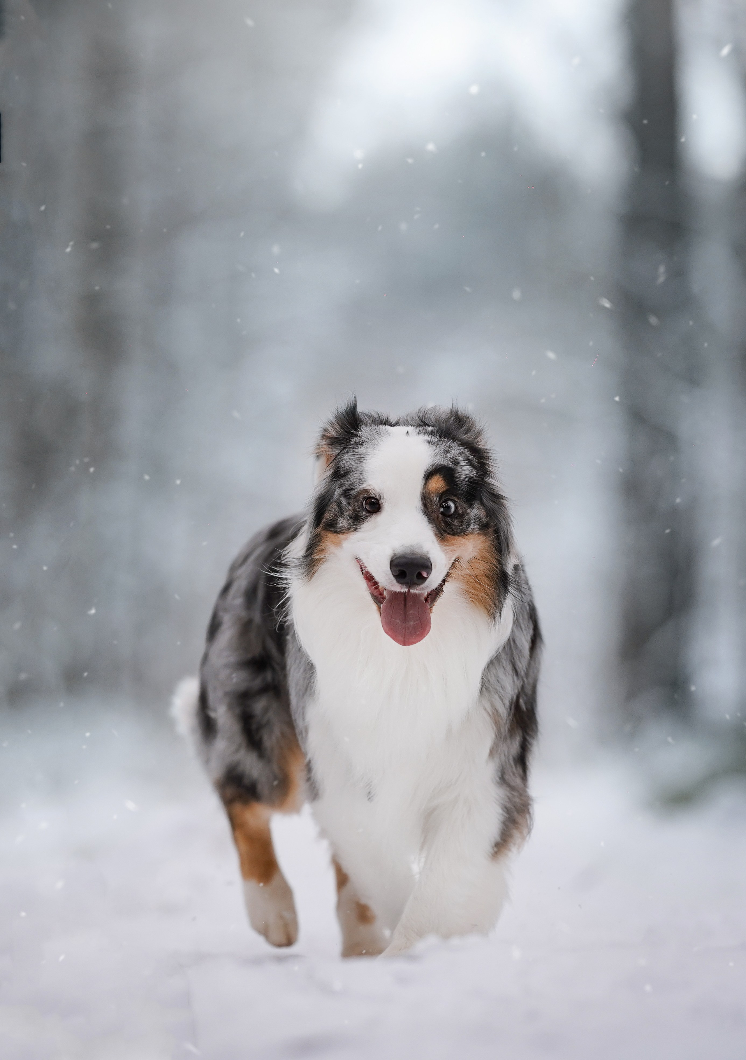 Антон Аиша и Римус. Фотограф-анималист в Санкт-Петербурге Яна Мартынова