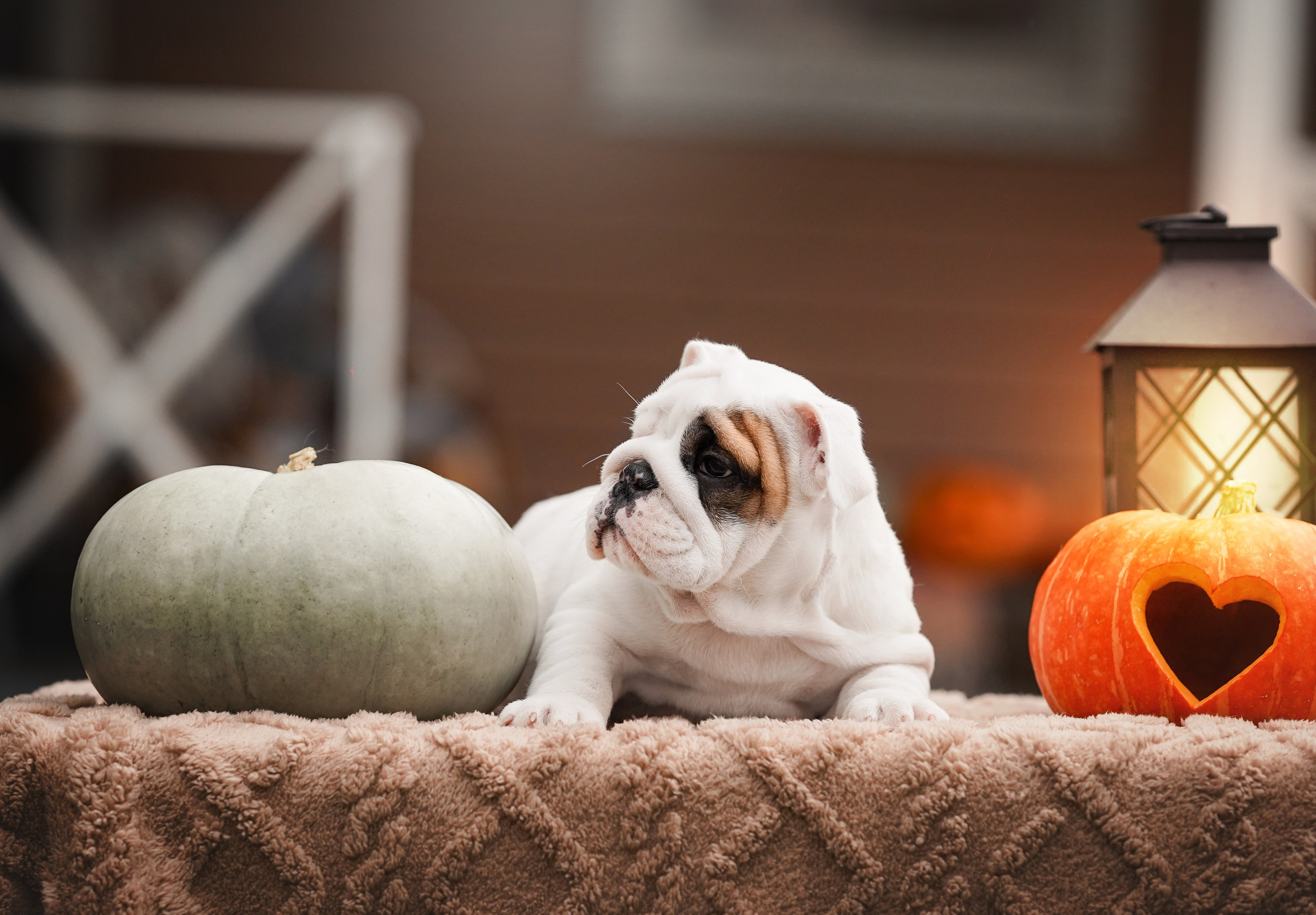 Щенки бульдога. Фотограф-анималист в Санкт-Петербурге Яна Мартынова