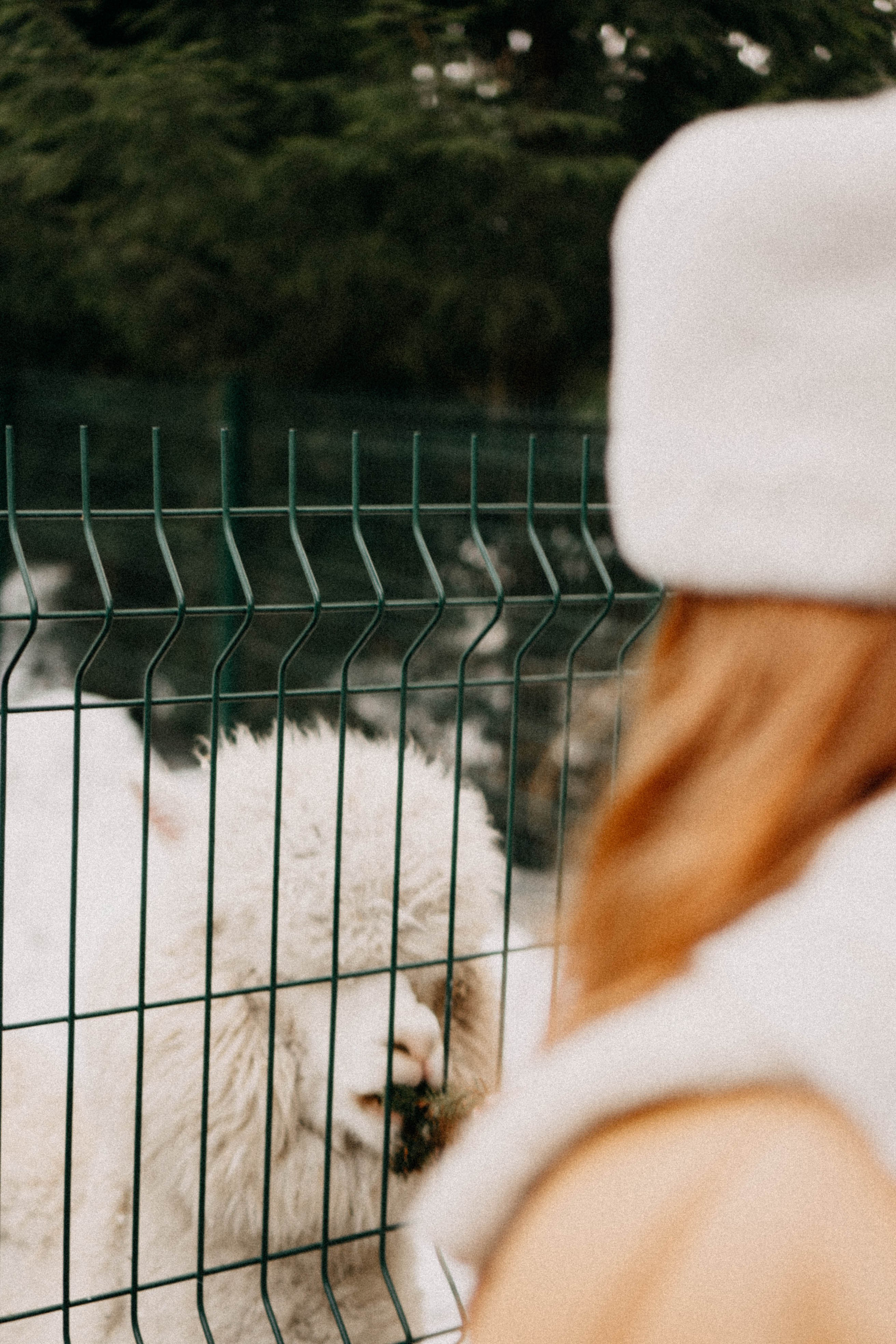 Каток. Профессиональный фотограф, Санкт-Петербург — Виктория Богомолова