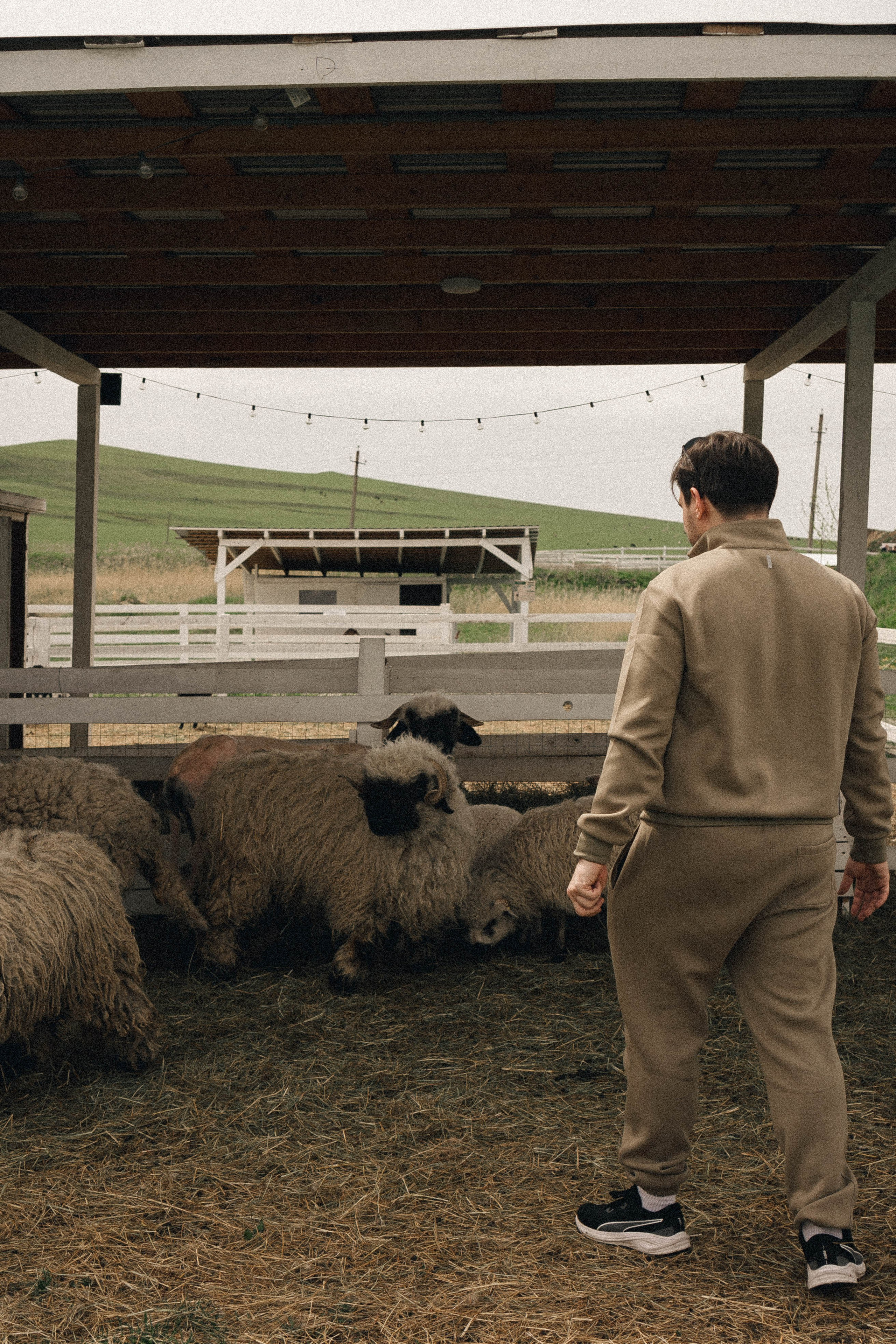 Ферма Альпак. Профессиональный фотограф, Санкт-Петербург — Виктория Богомолова