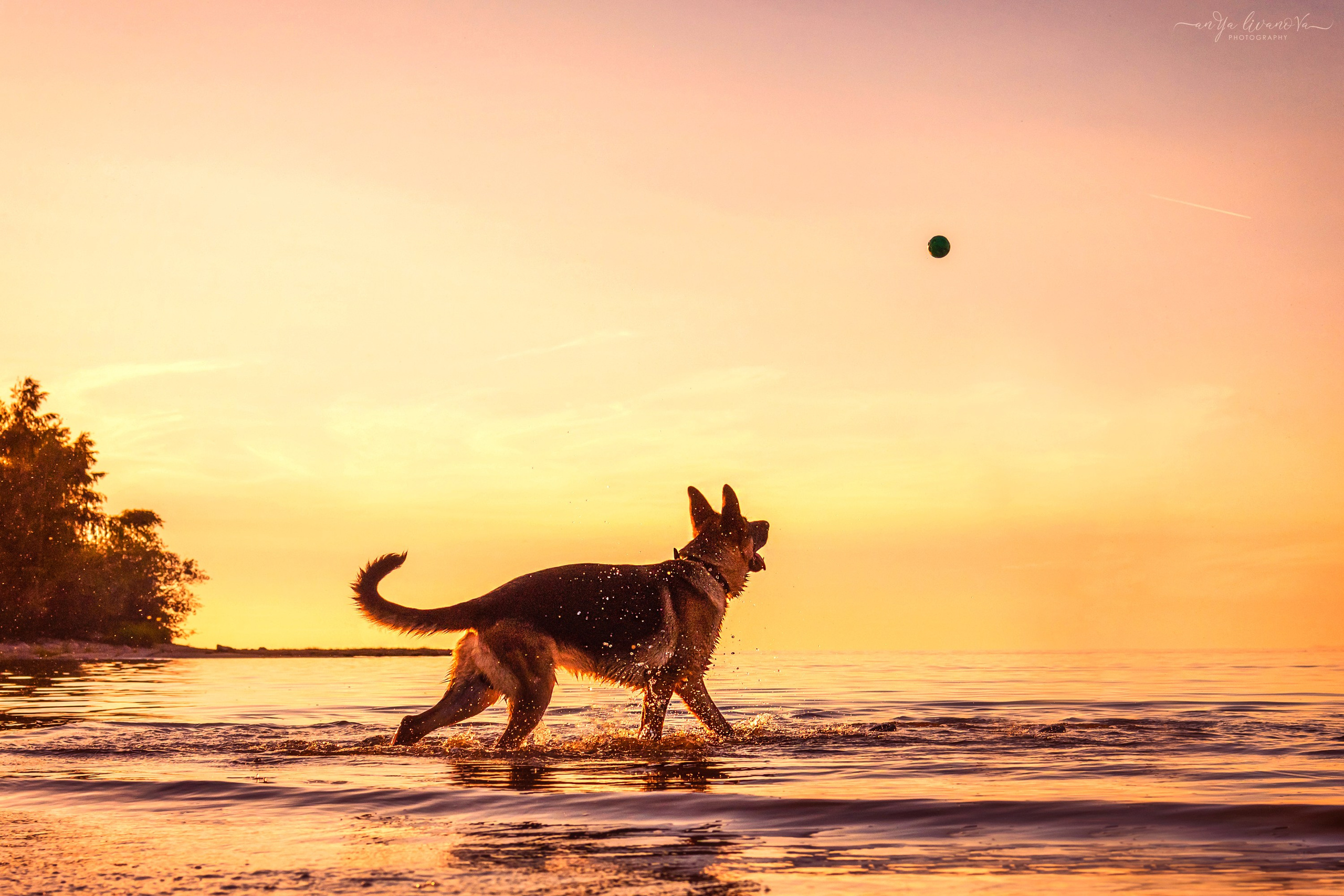 Прайд на море. Фотограф анималист Аня Ливанова | Рыбинск