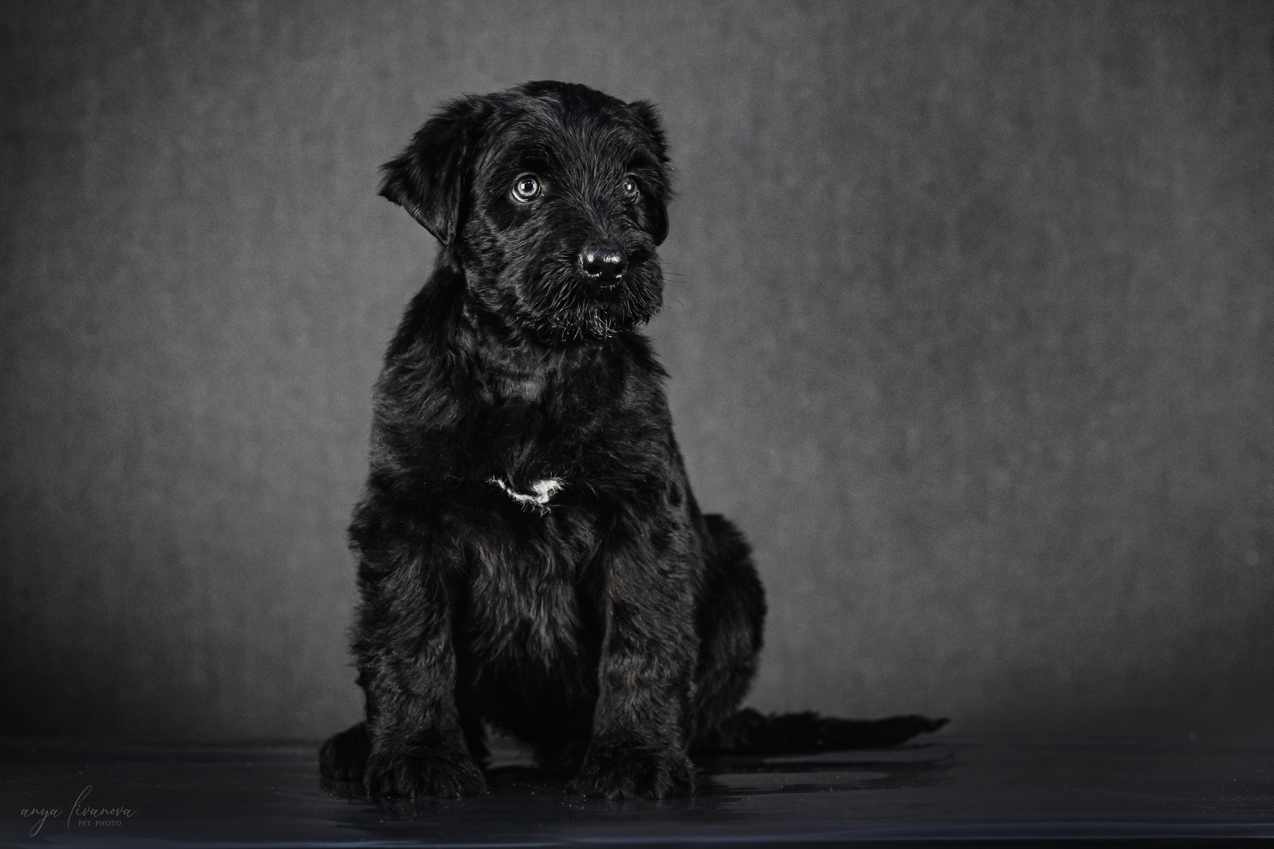 РЧТ. Фотограф анималист Аня Ливанова | Рыбинск