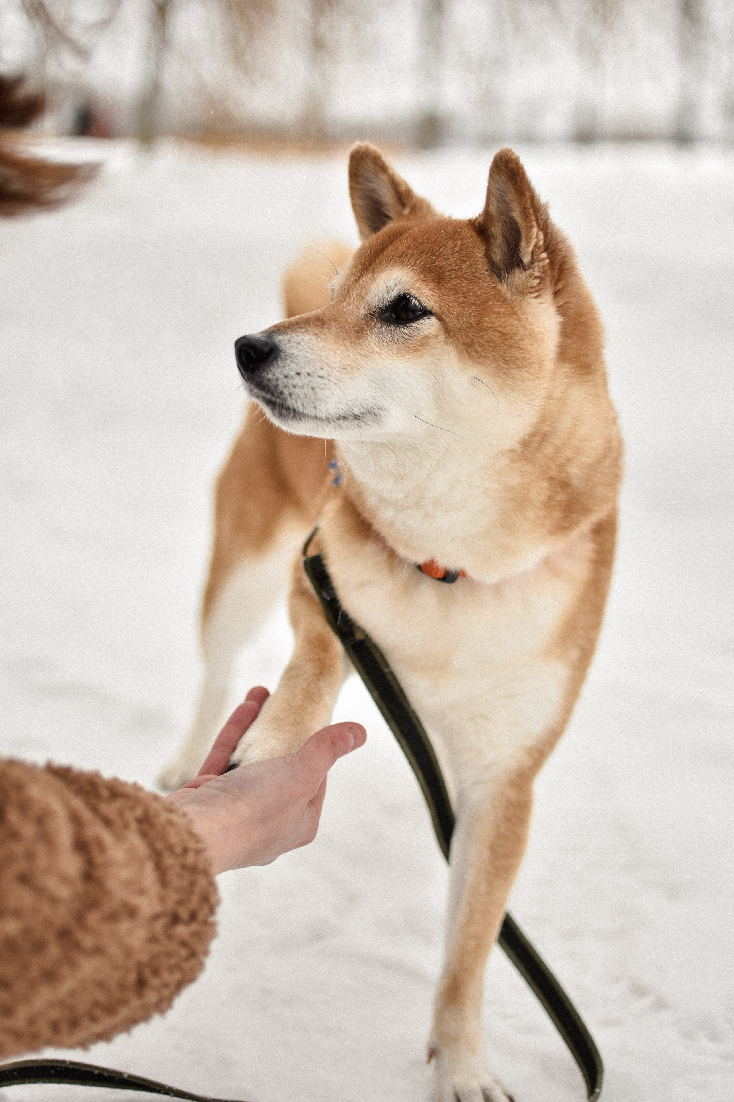 Ханна и Даша. Фотограф-анималист Ксения Шевцова|Москва