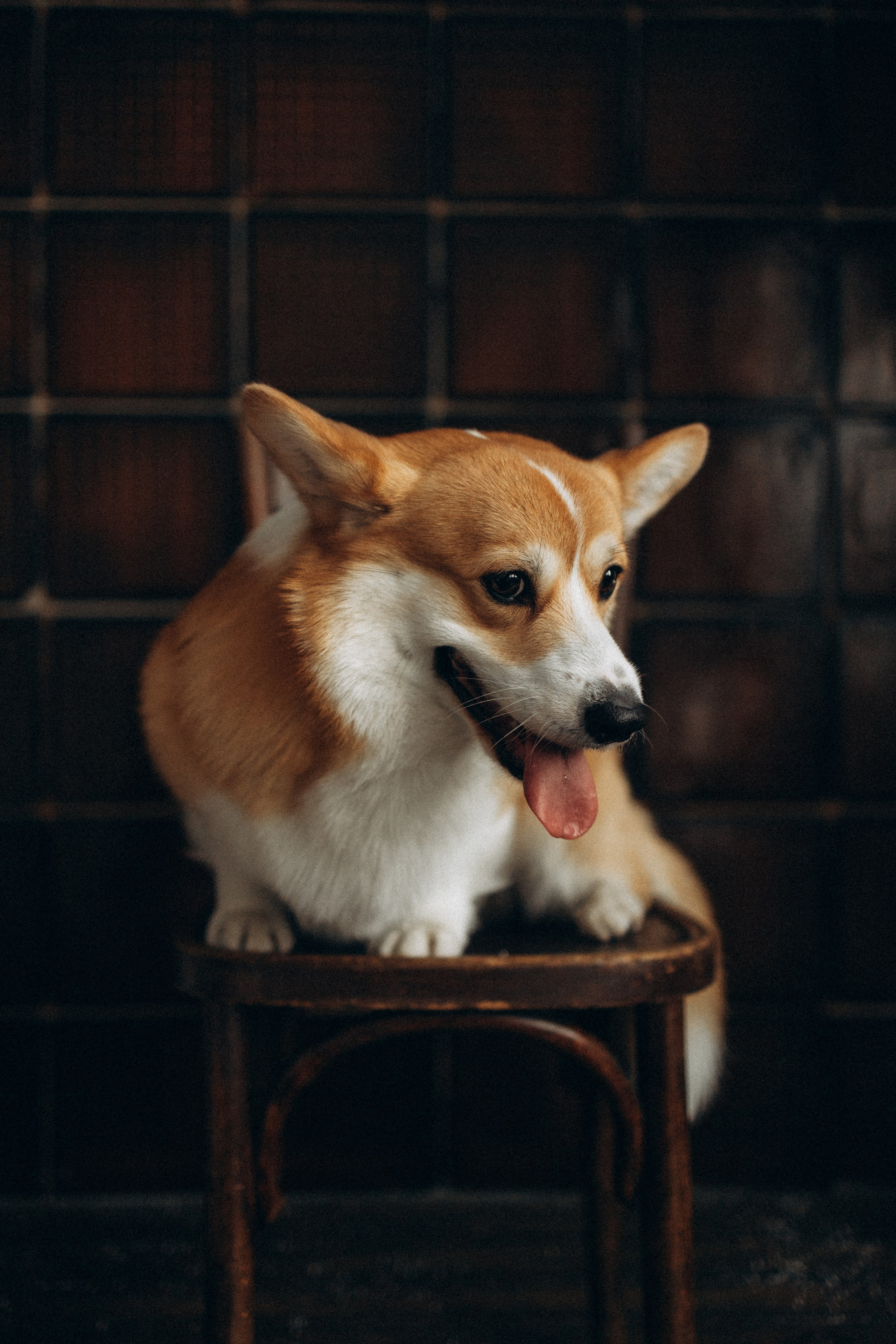 Зевс и его семья. Фотораф — анималист Мария Шистка