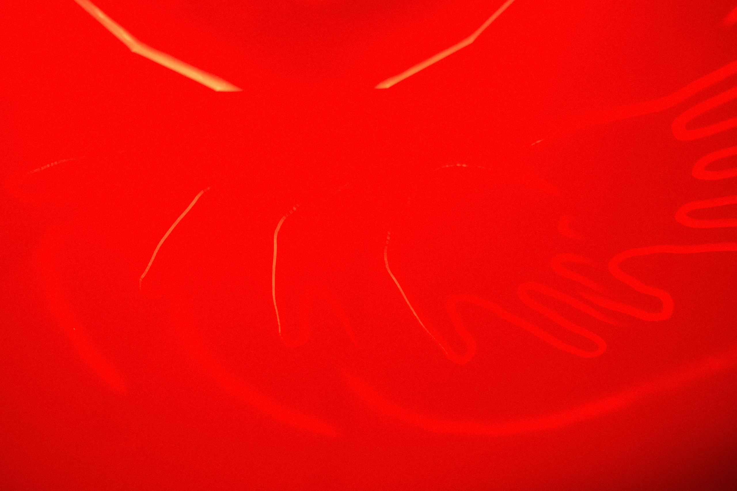 КОЧКА. Фотограф Айвазова Наталья Краснодар