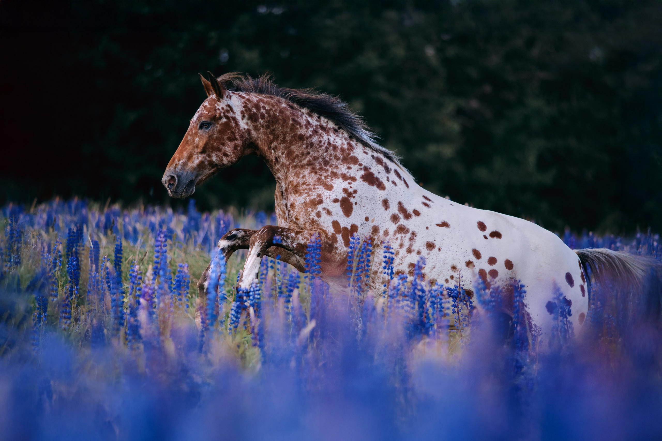 Разное. Фотограф-анималист Ксендзова Кристина