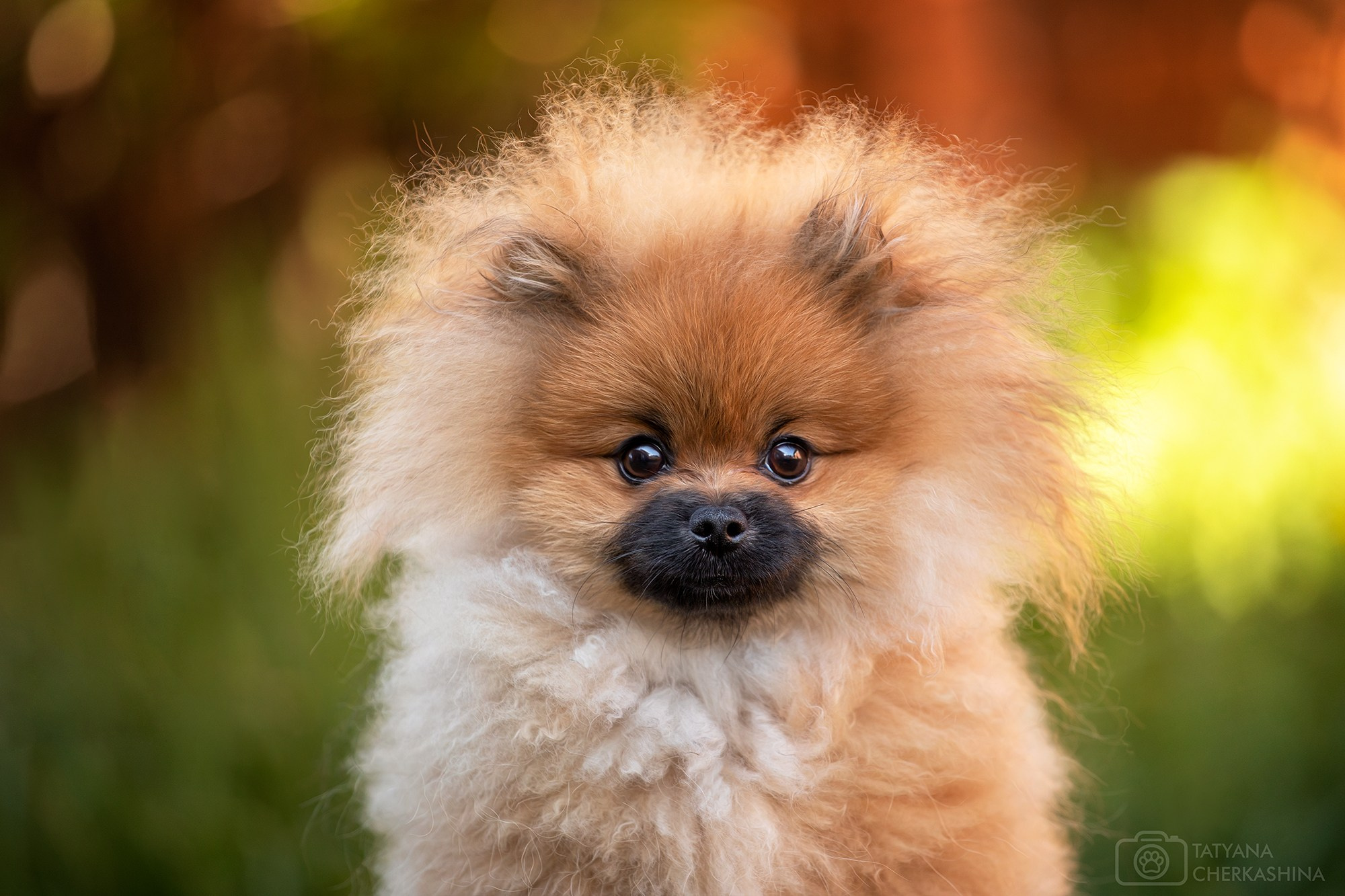 Фотосессия щенков. Фотограф для Вашей собаки