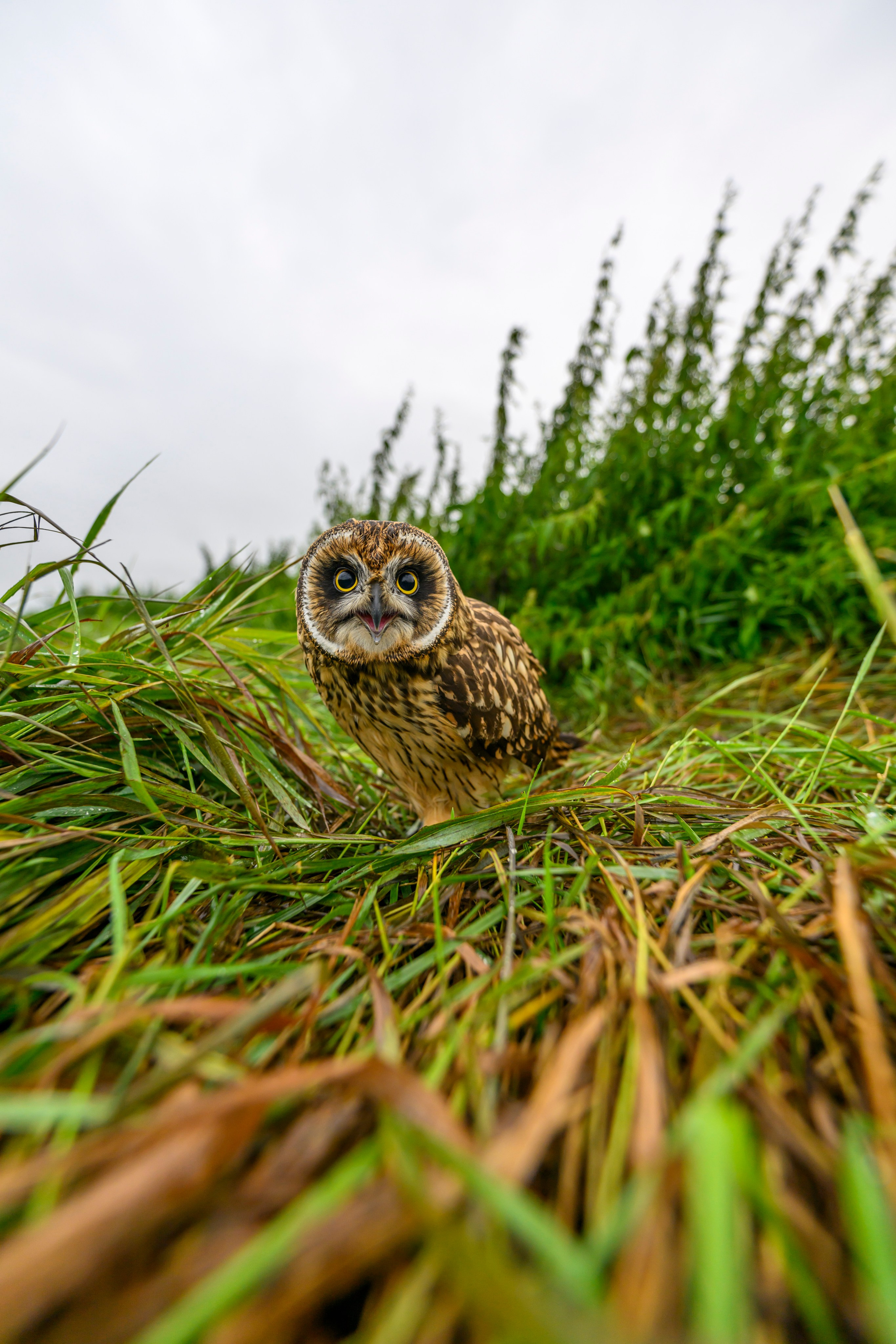 Short eared owl. Wildlife photography by Sergey Puponin