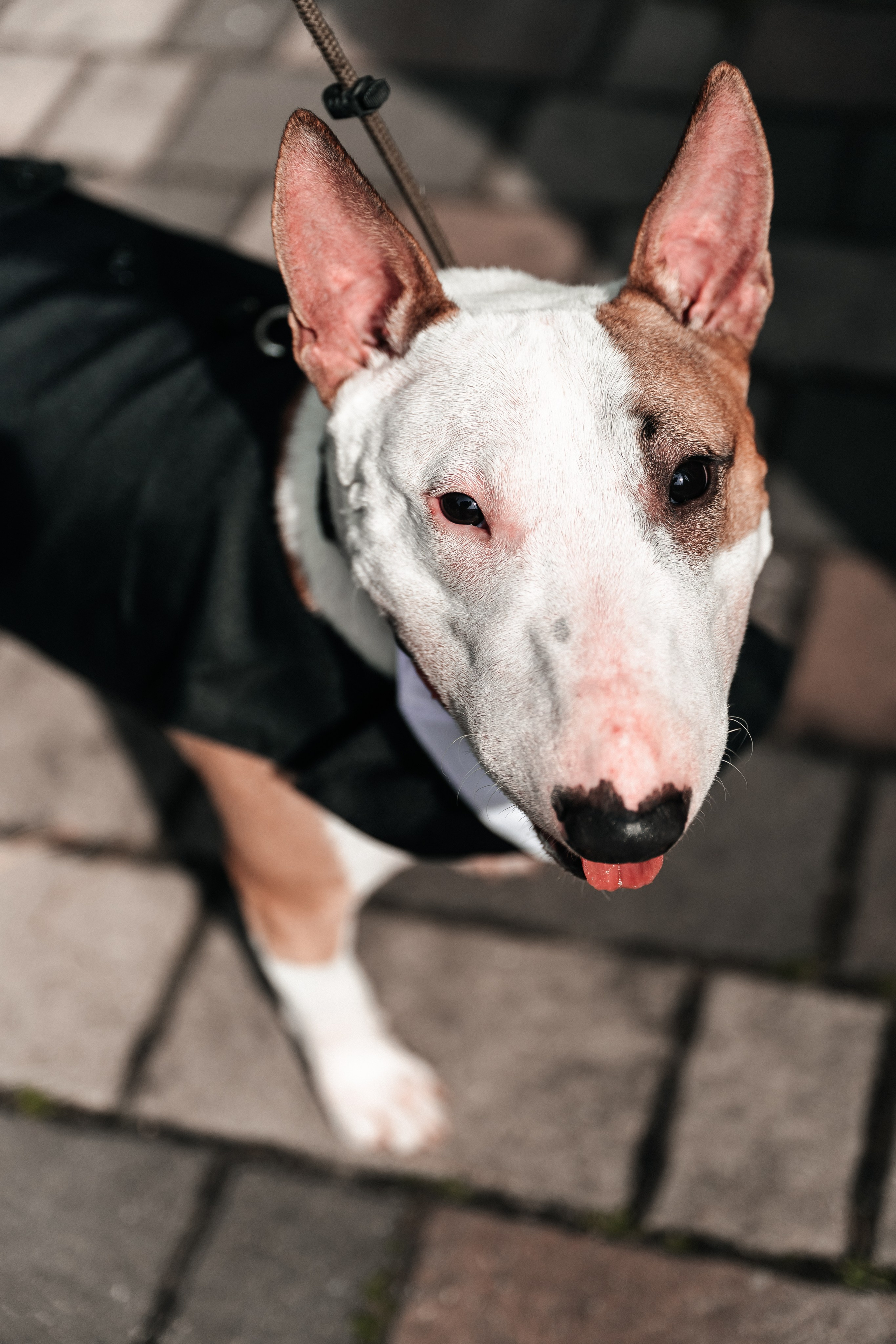 Андрей и Алина. Фотограф Екатерина Бочарникова