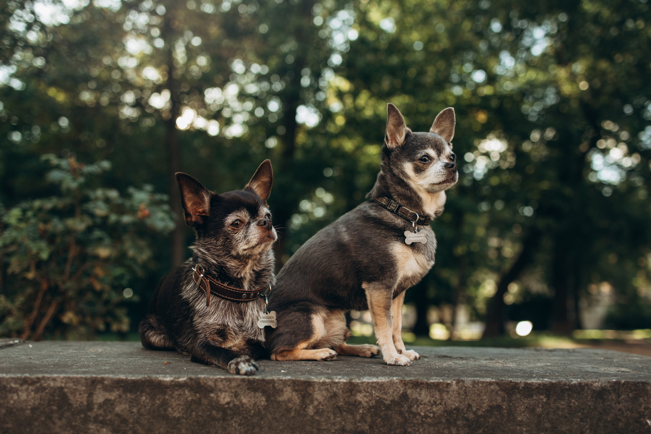 Даша и ее мальчики. Фотограф — Анималист | Санкт-Петербург