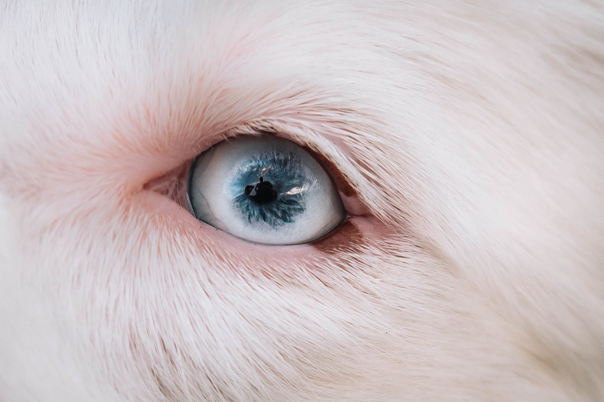 Лиза и Айви. Главная