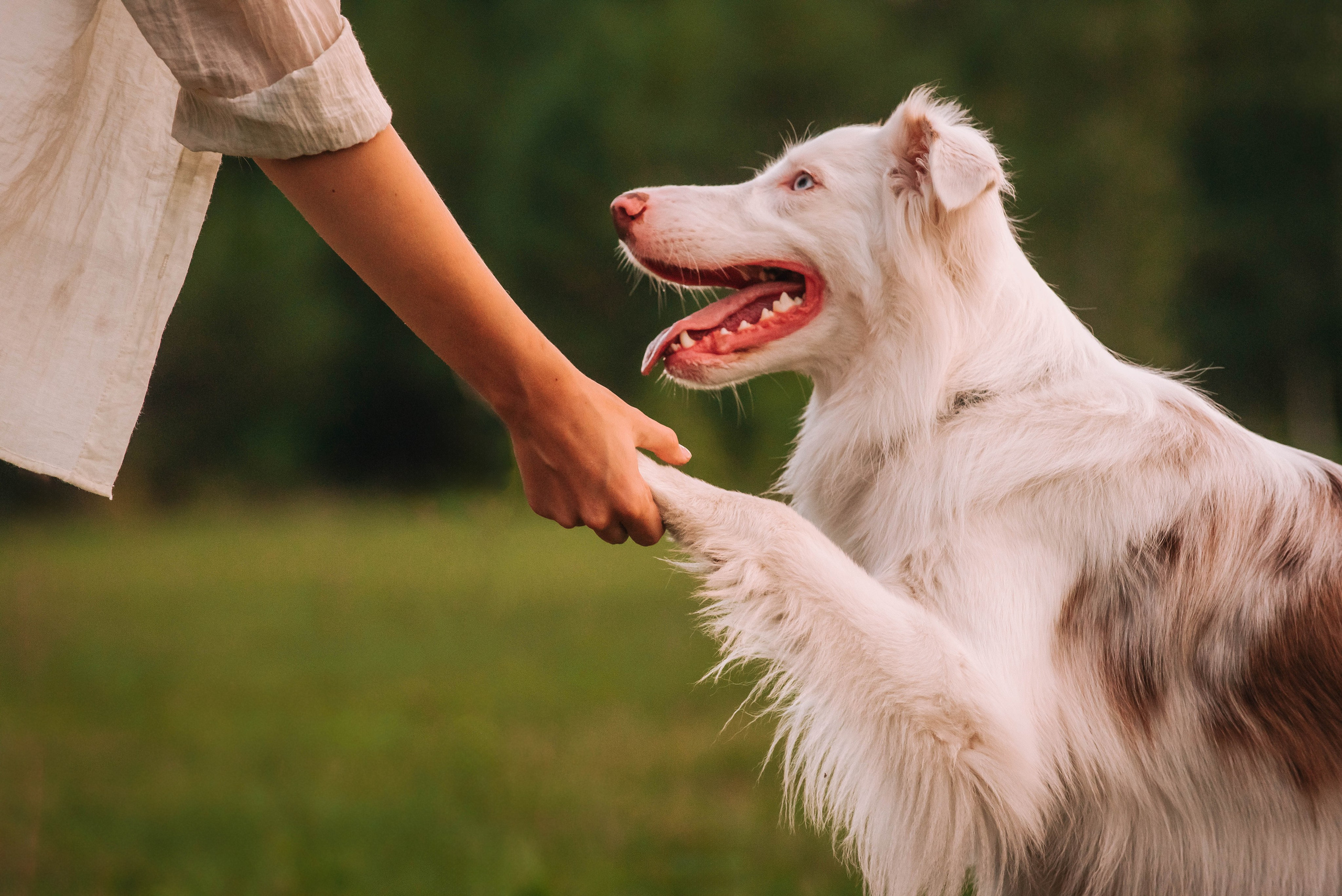 Лиза и Айви. Главная