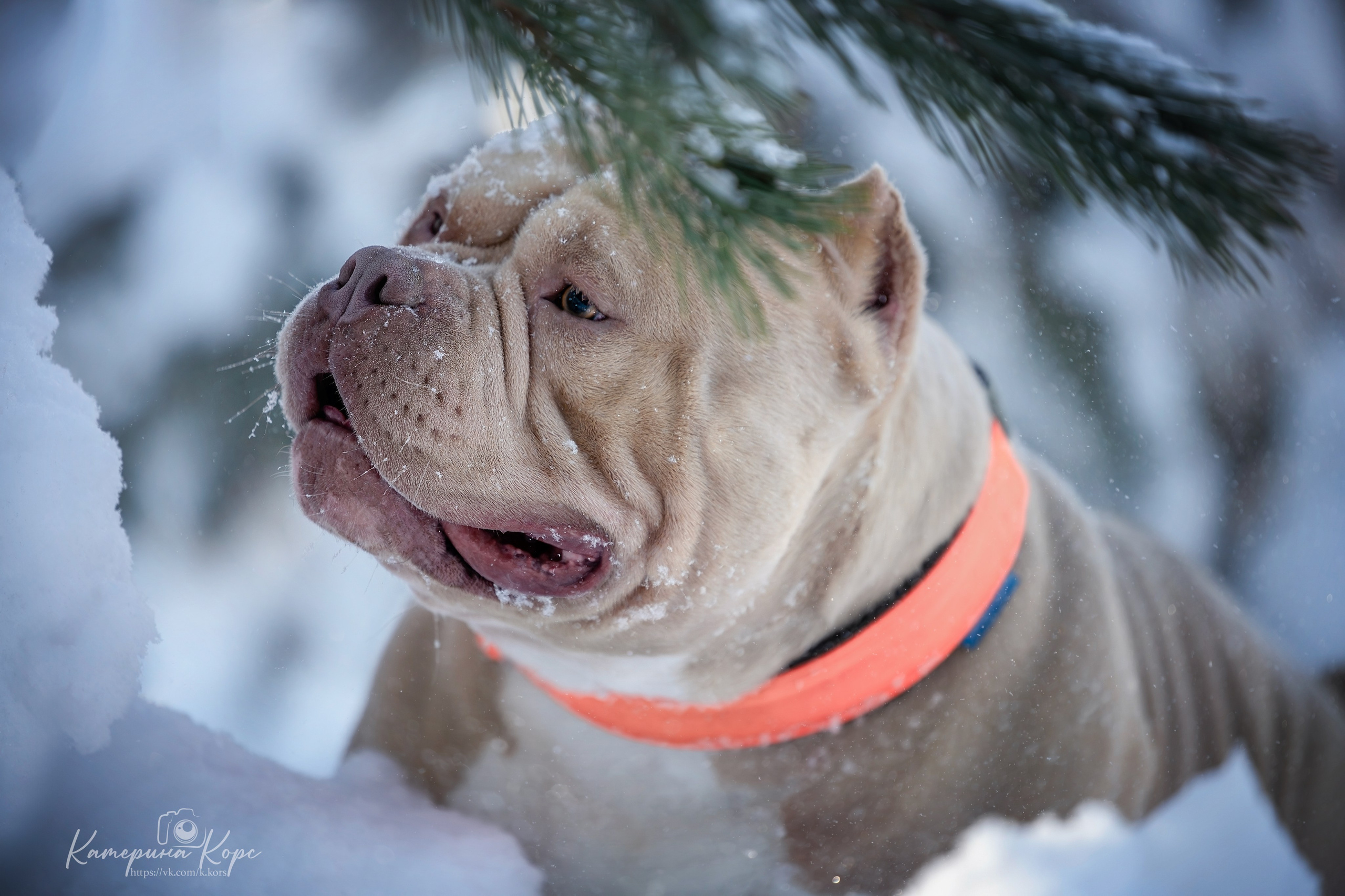 Американский булли A&A Эмир. Главная