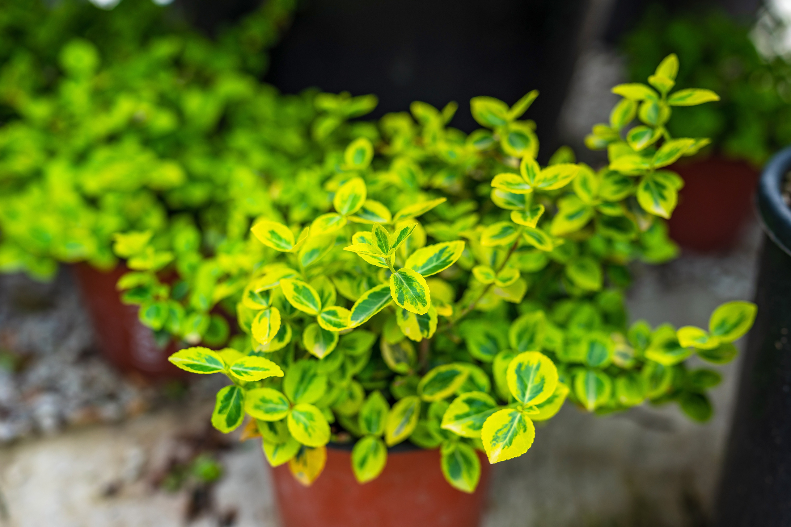 Садовый центр Зеленый город. Фотограф Сочи