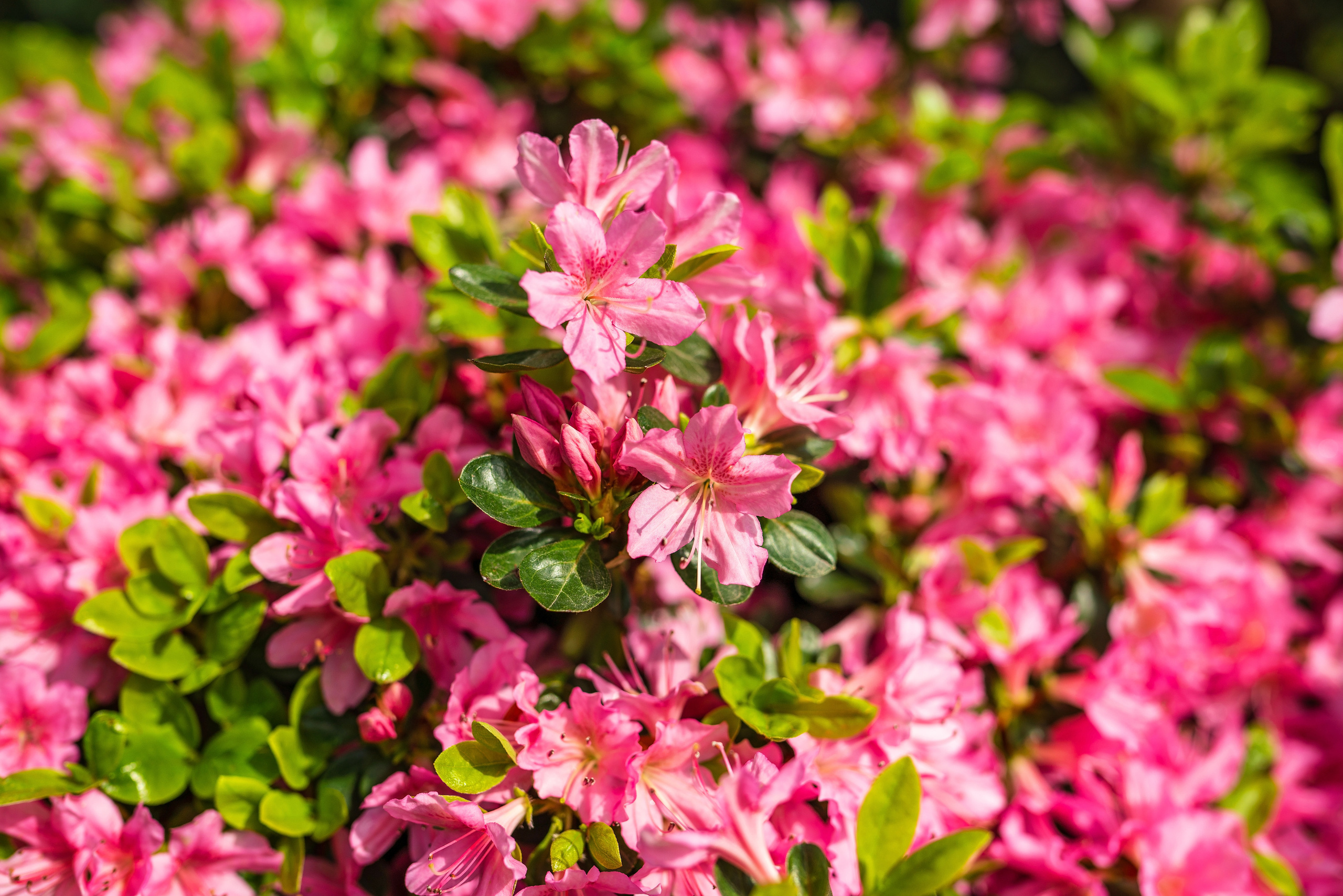 Садовый центр Зеленый город. Фотограф Сочи