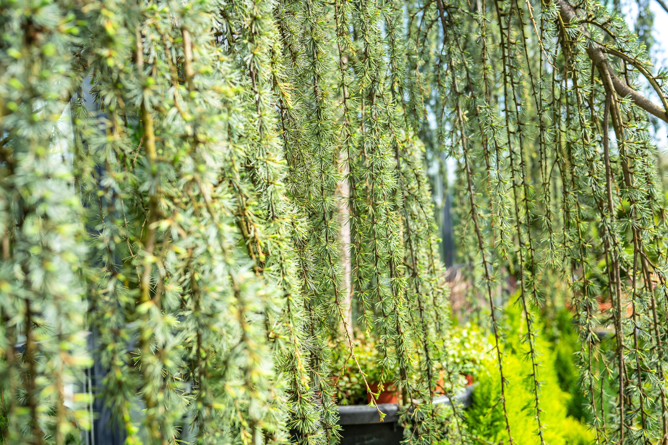 Садовый центр Зеленый город. Фотограф Сочи