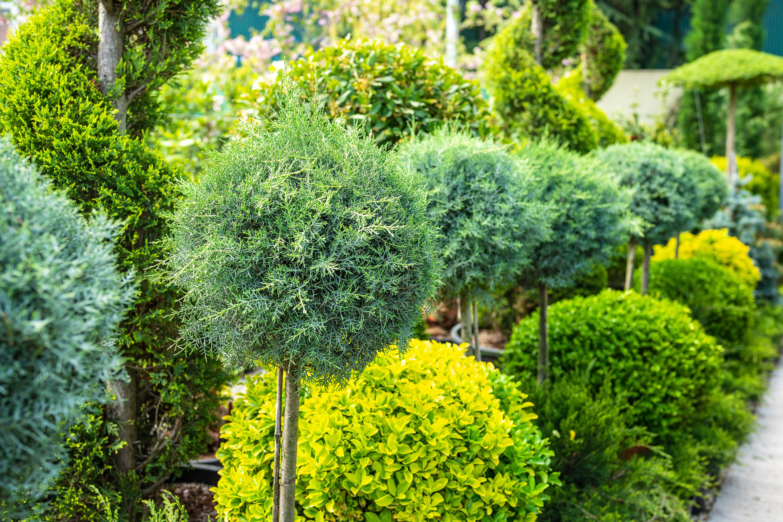 Садовый центр Зеленый город. Фотограф Сочи