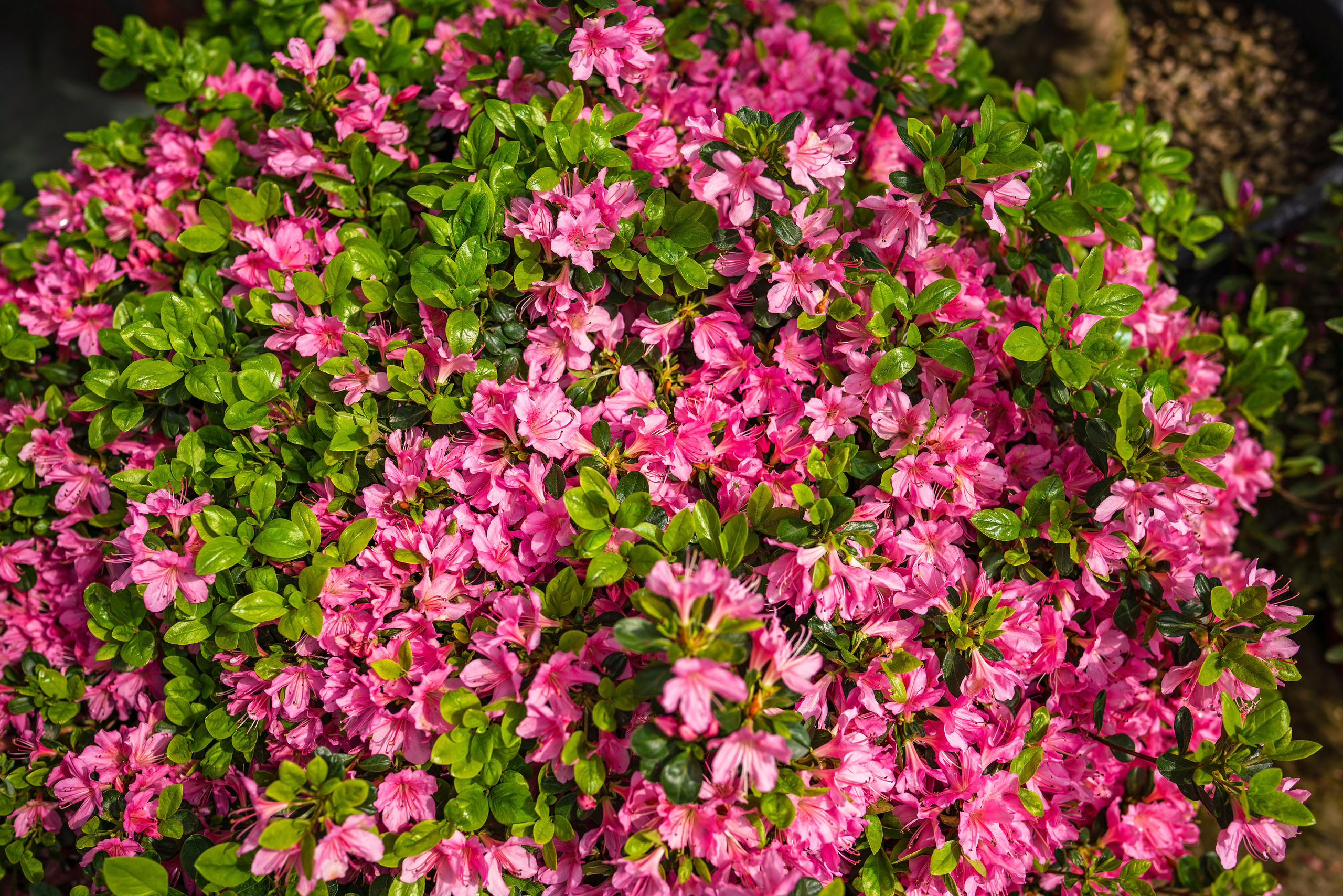 Садовый центр Зеленый город. Фотограф Сочи