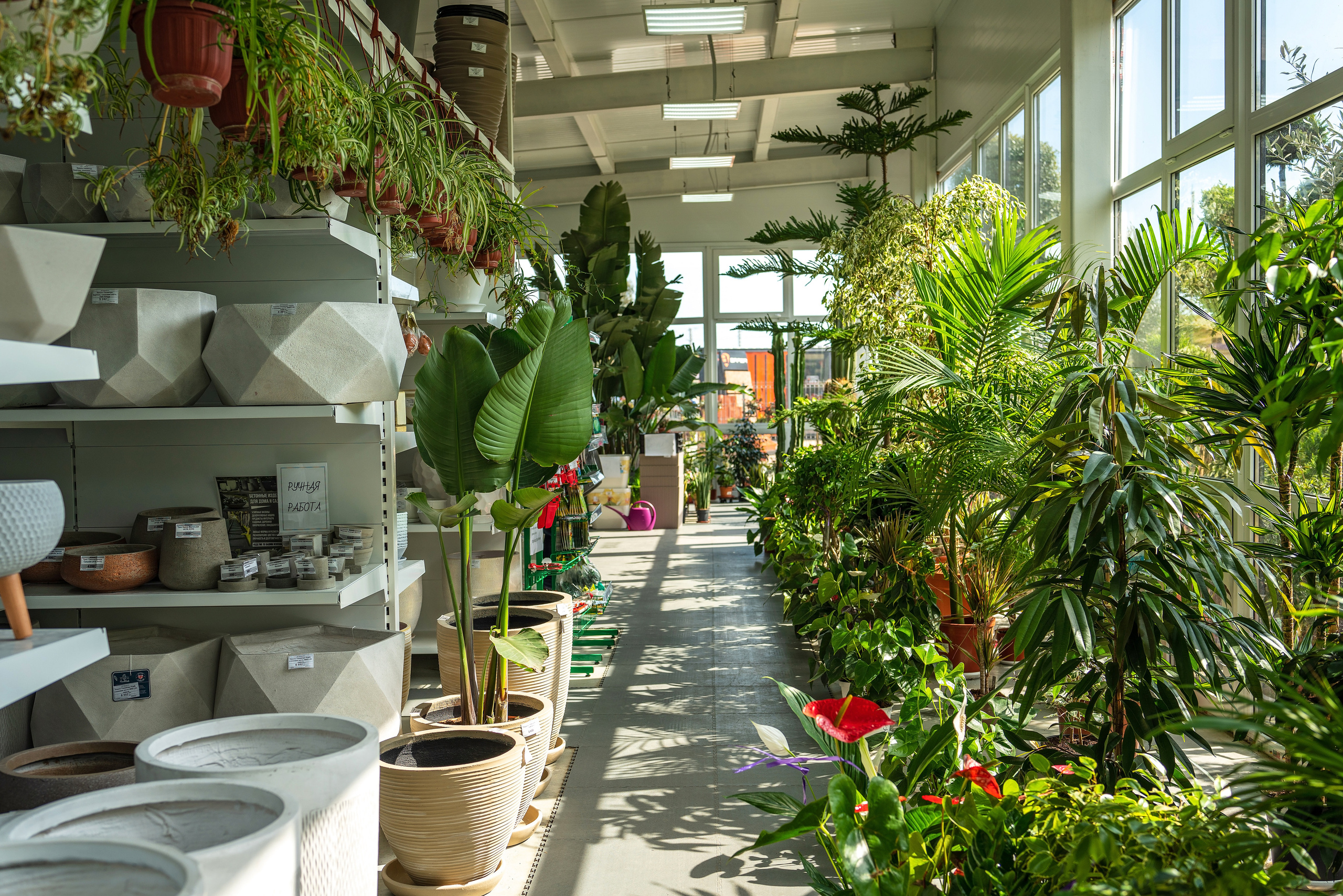 Садовый центр Зеленый город. Фотограф Сочи