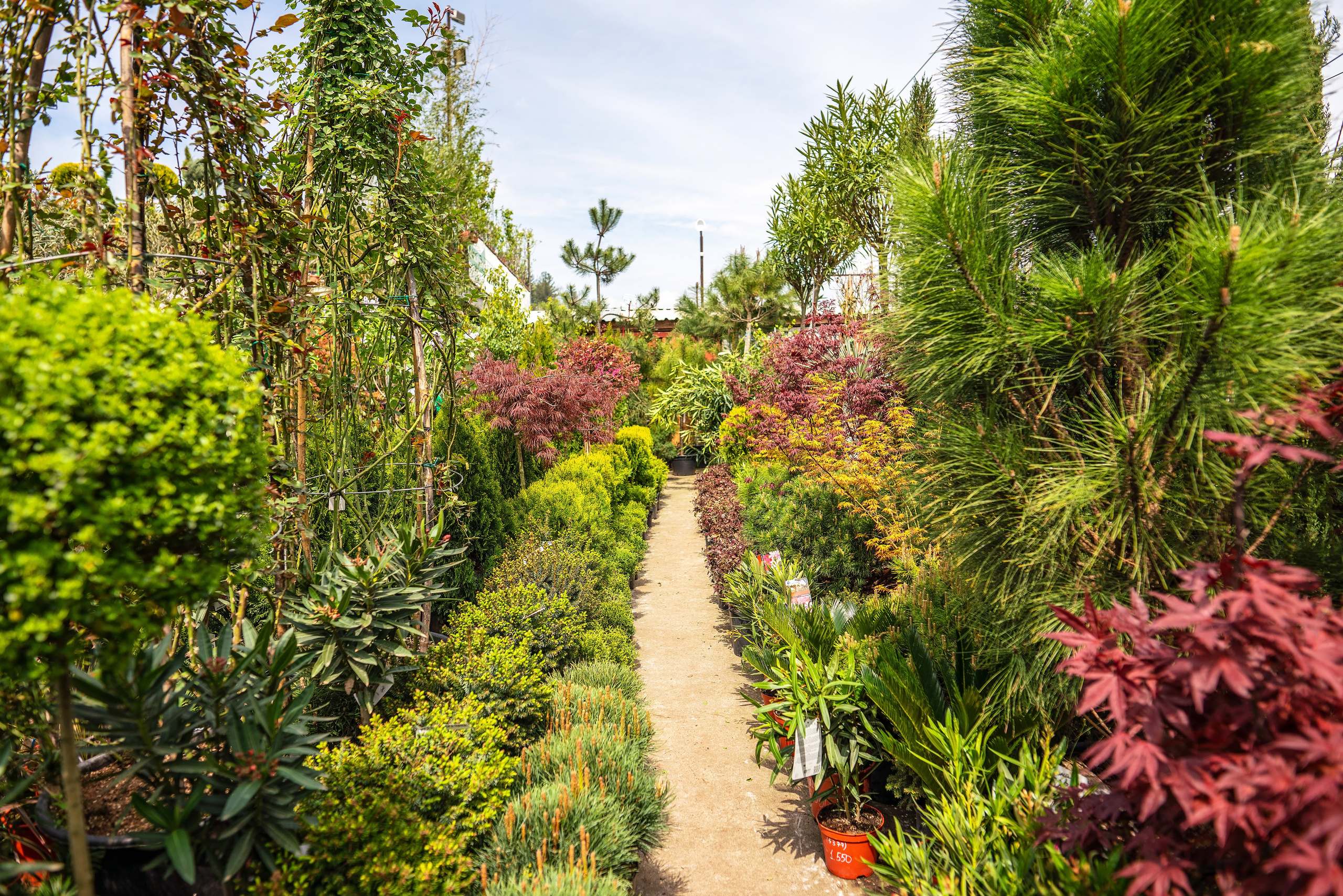 Садовый центр Зеленый город. Фотограф Сочи