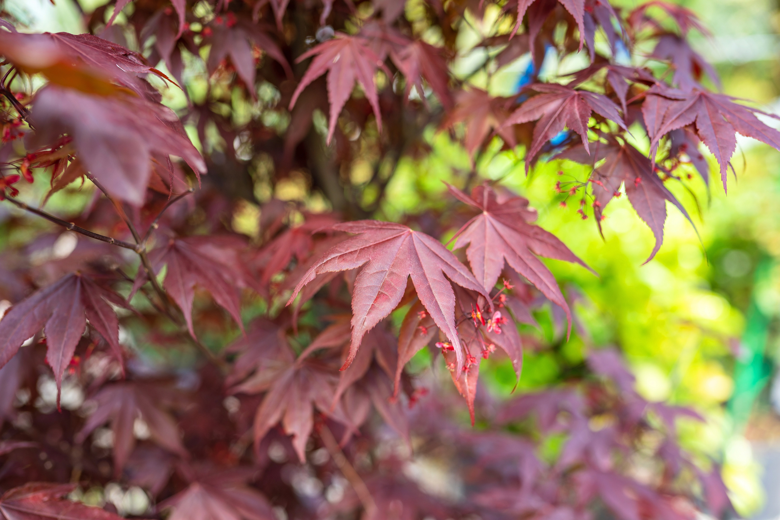 Садовый центр Зеленый город. Фотограф Сочи