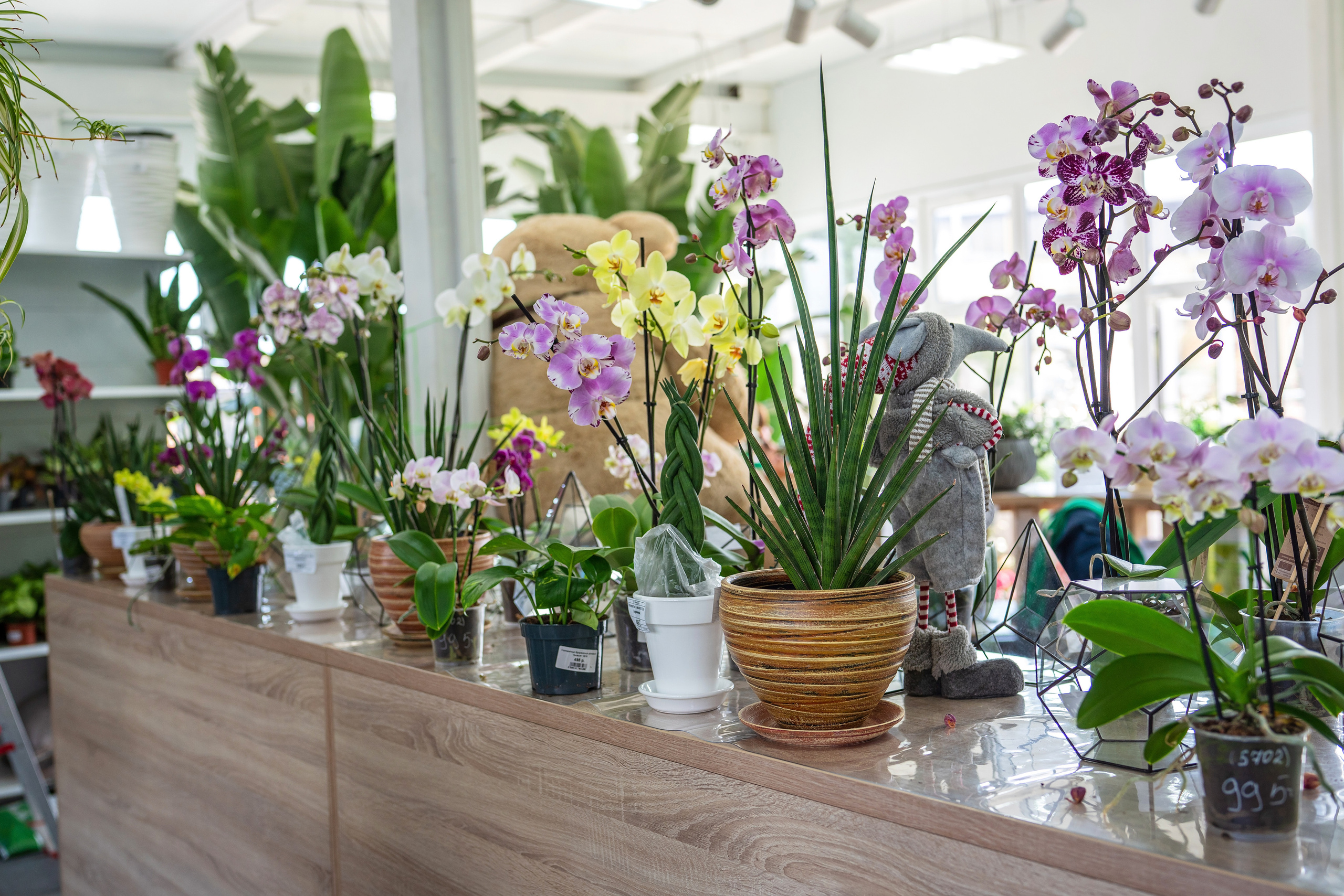 Садовый центр Зеленый город. Фотограф Сочи