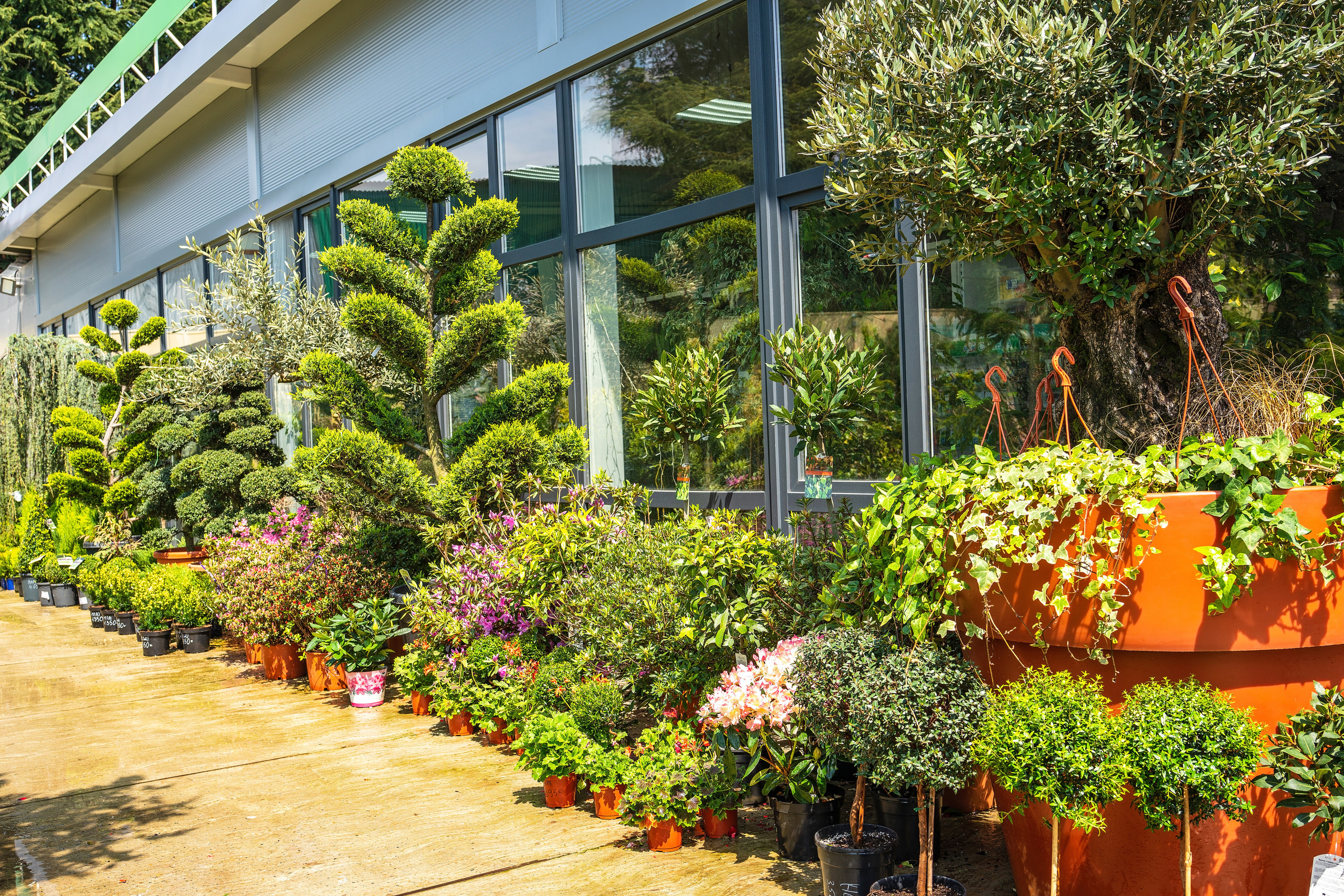 Садовый центр Зеленый город. Фотограф Сочи