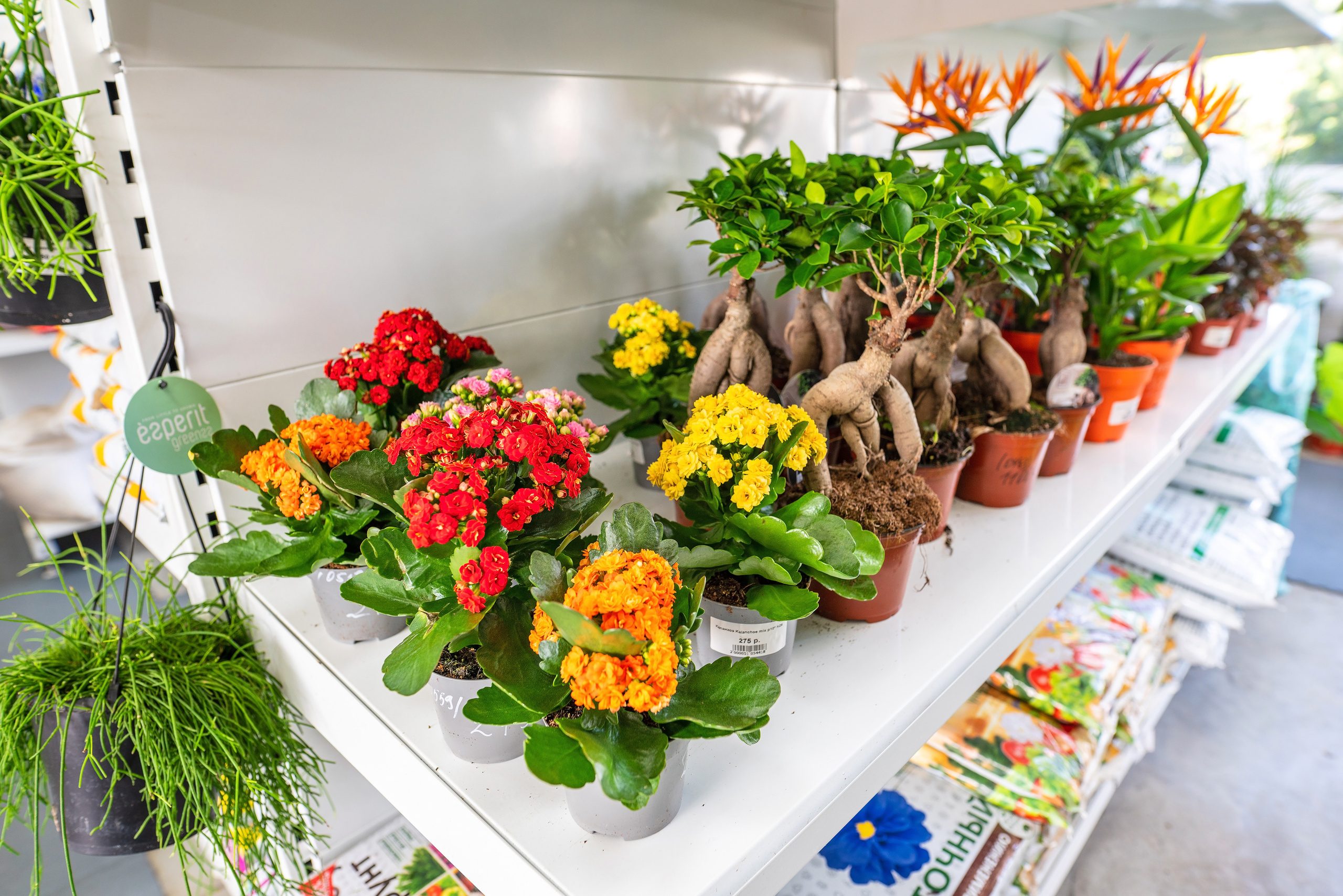 Садовый центр Зеленый город. Фотограф Сочи