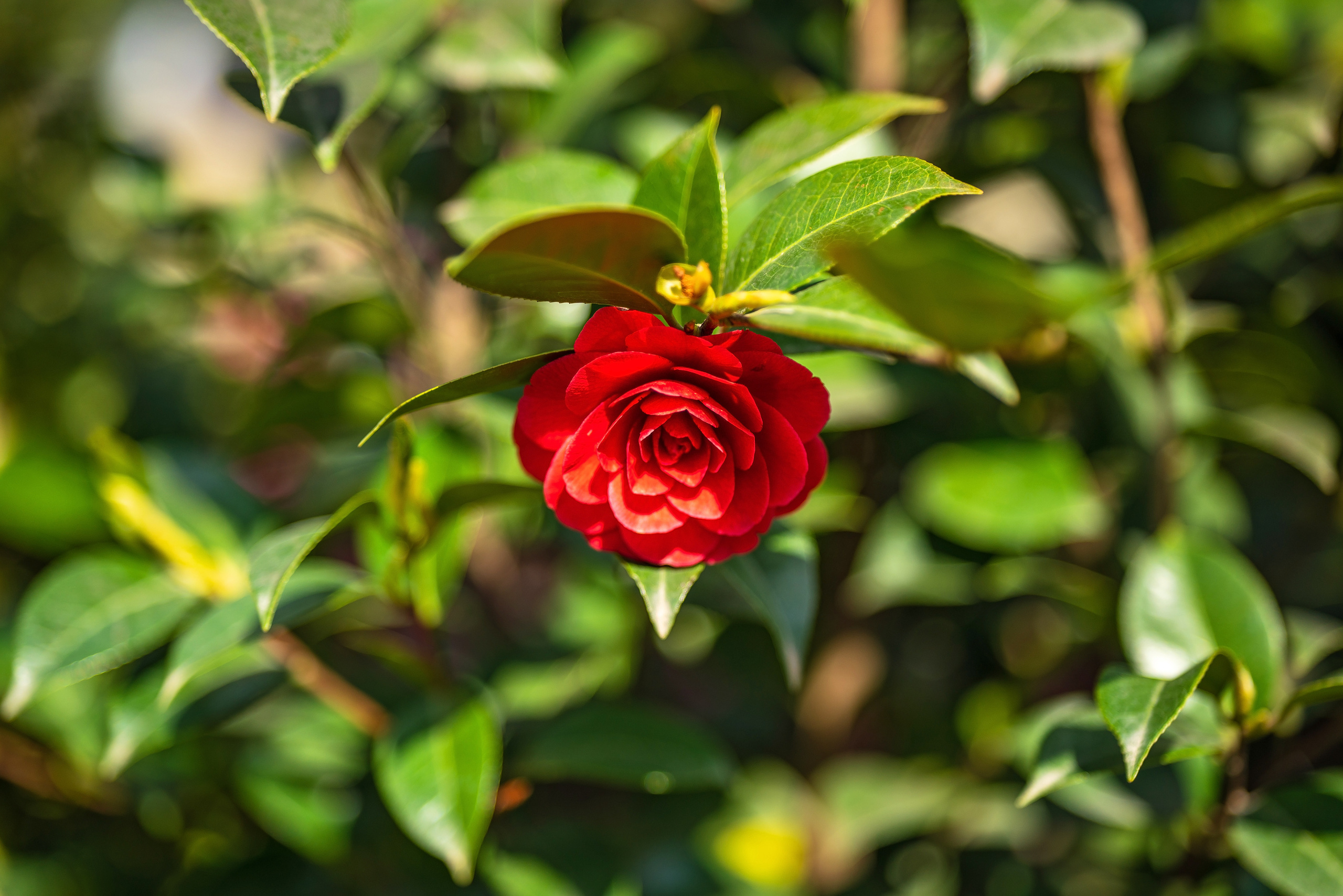 Садовый центр Зеленый город. Фотограф Сочи