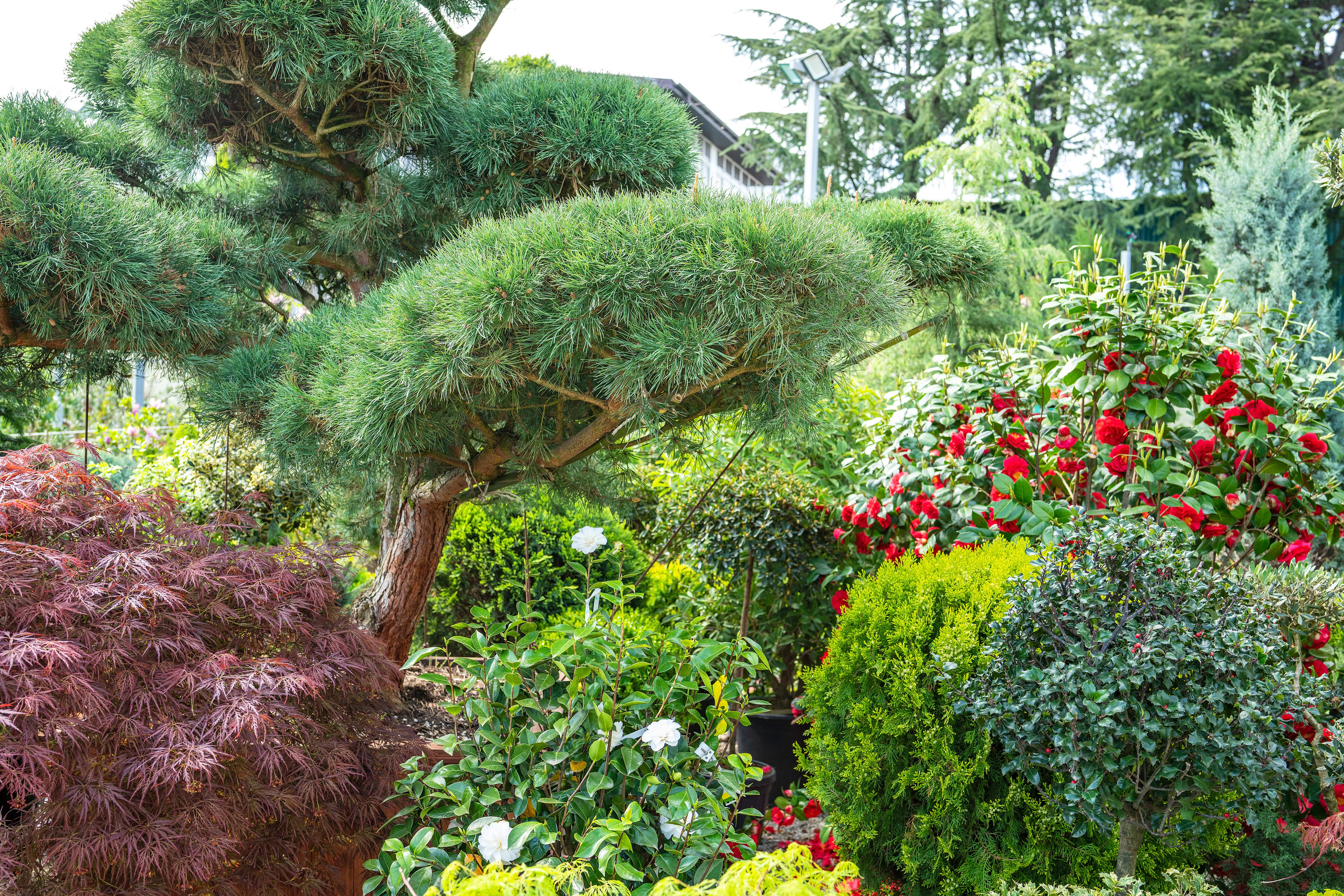 Садовый центр Зеленый город. Фотограф Сочи