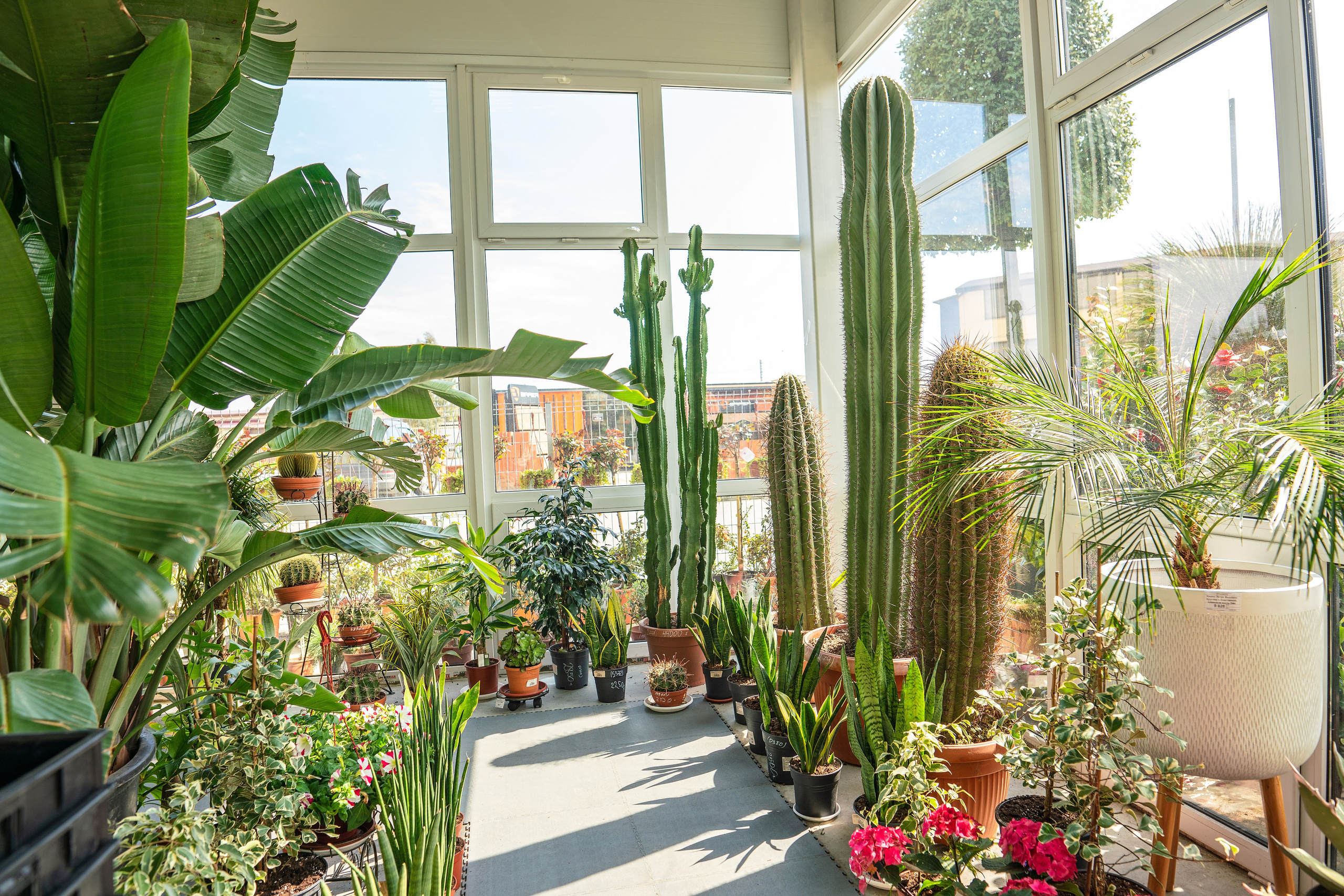 Садовый центр Зеленый город. Фотограф Сочи