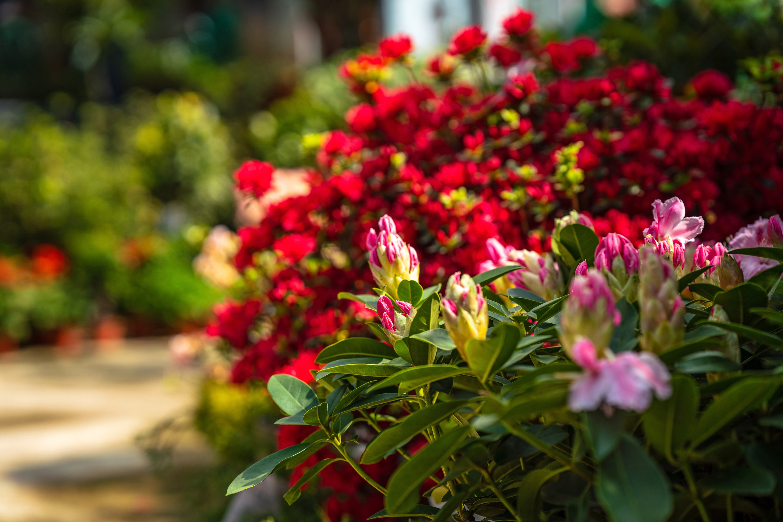 Садовый центр Зеленый город. Фотограф Сочи
