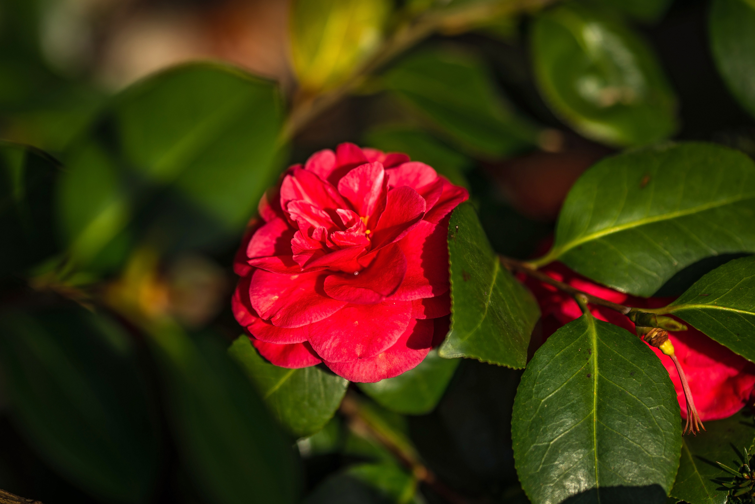 Садовый центр Зеленый город. Фотограф Сочи