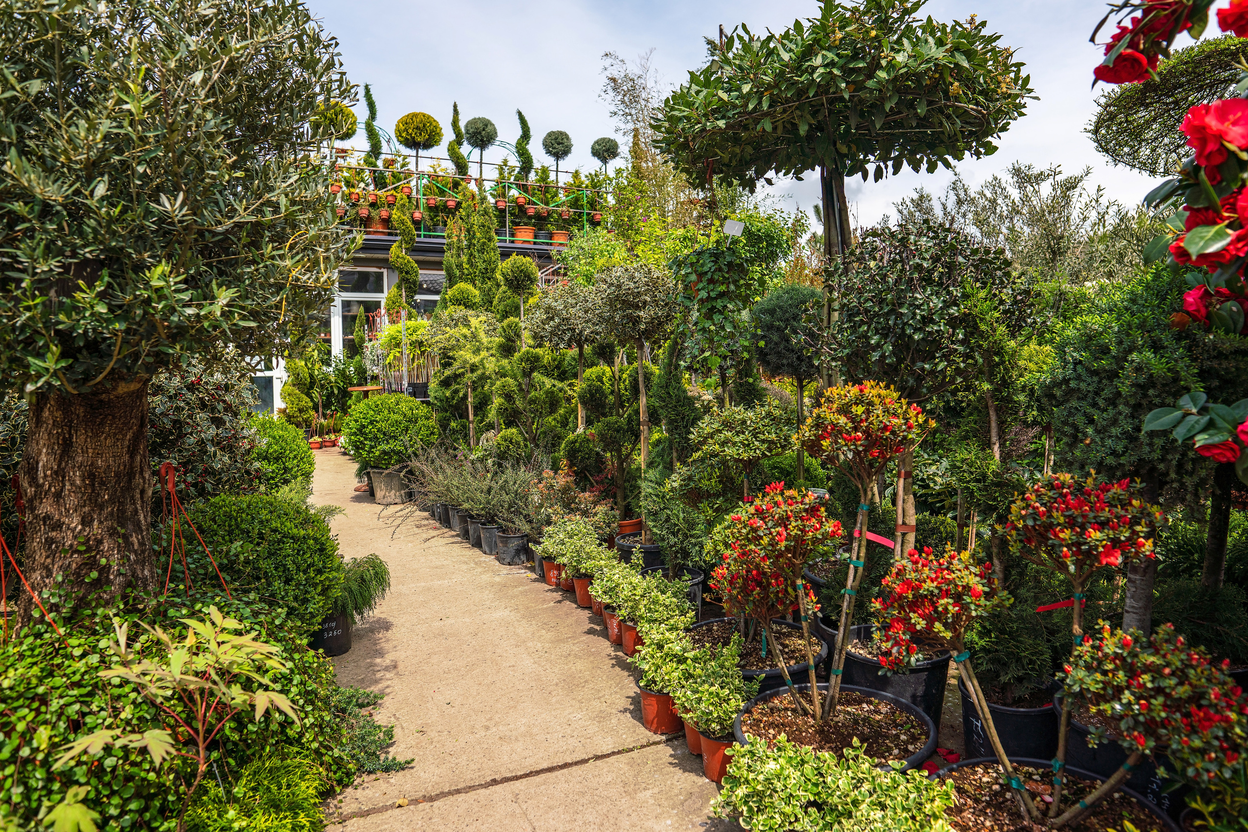 Садовый центр Зеленый город. Фотограф Сочи