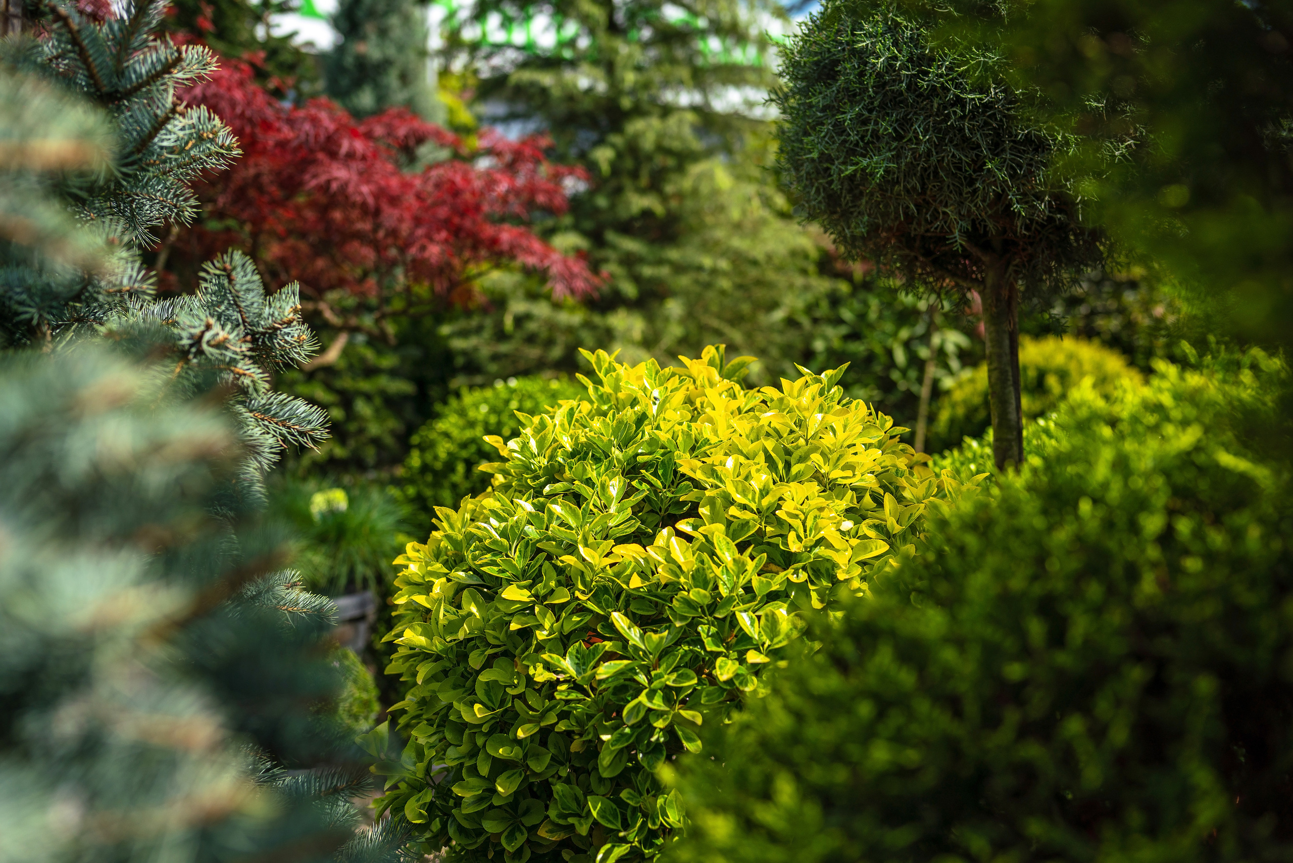 Садовый центр Зеленый город. Фотограф Сочи
