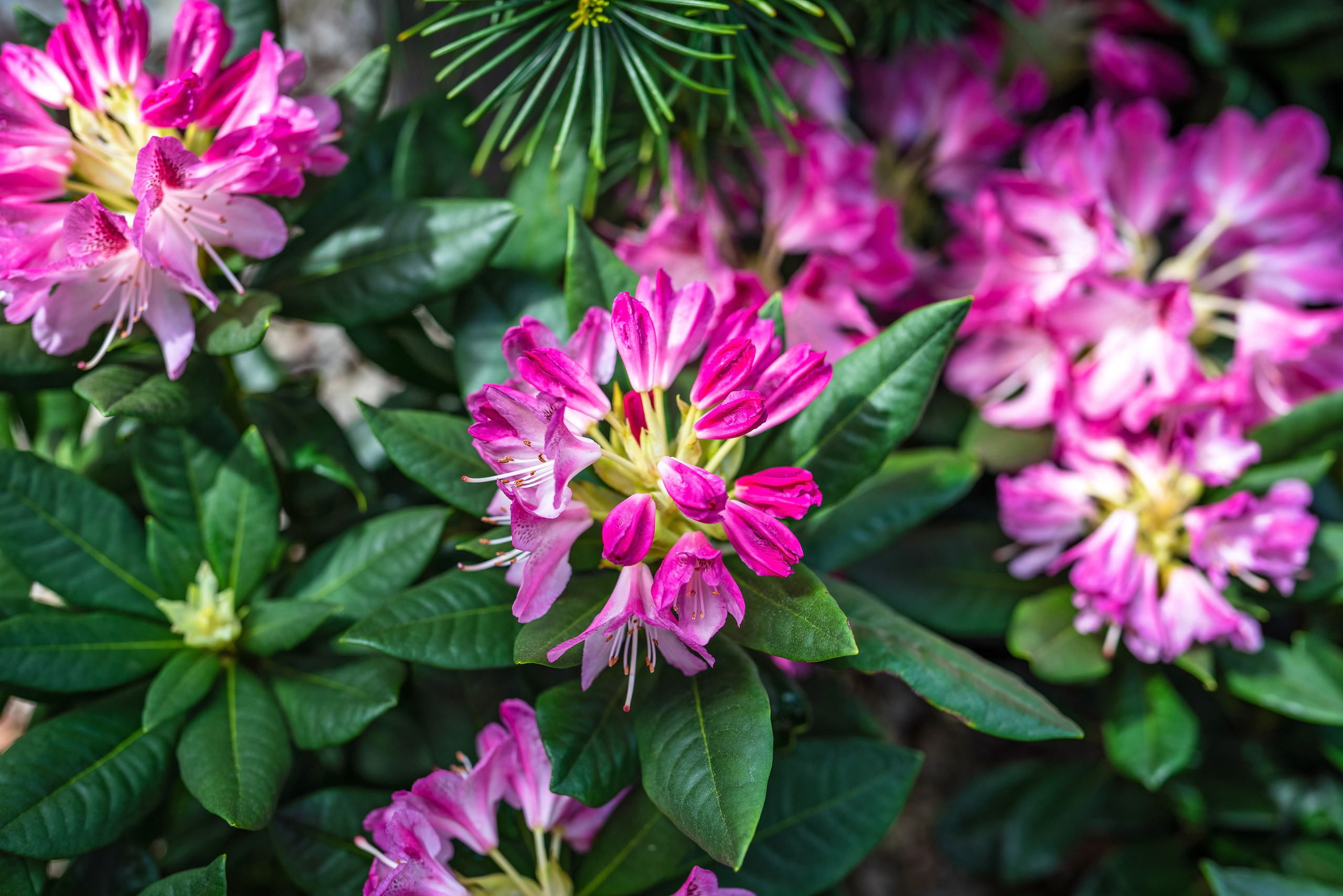 Садовый центр Зеленый город. Фотограф Сочи