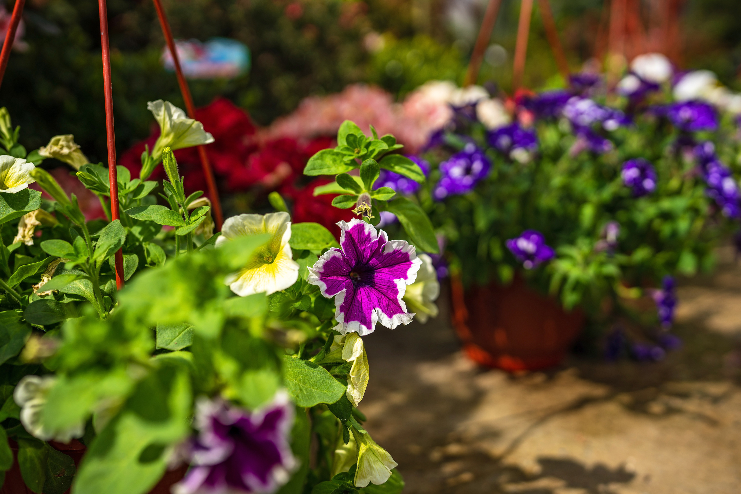 Садовый центр Зеленый город. Фотограф Сочи