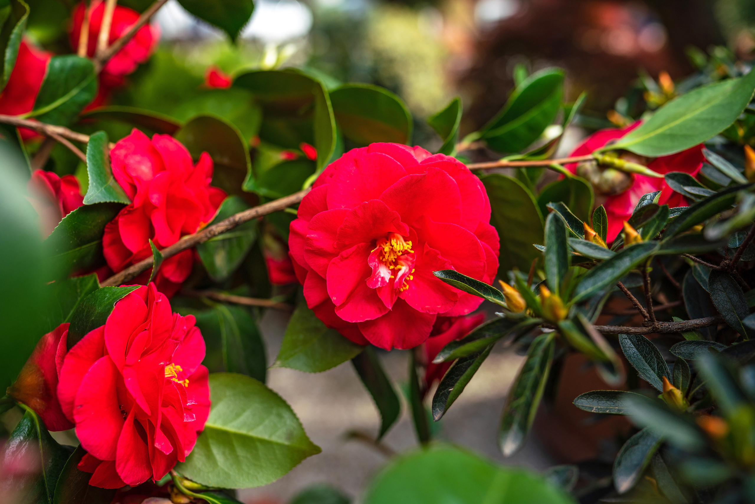 Садовый центр Зеленый город. Фотограф Сочи