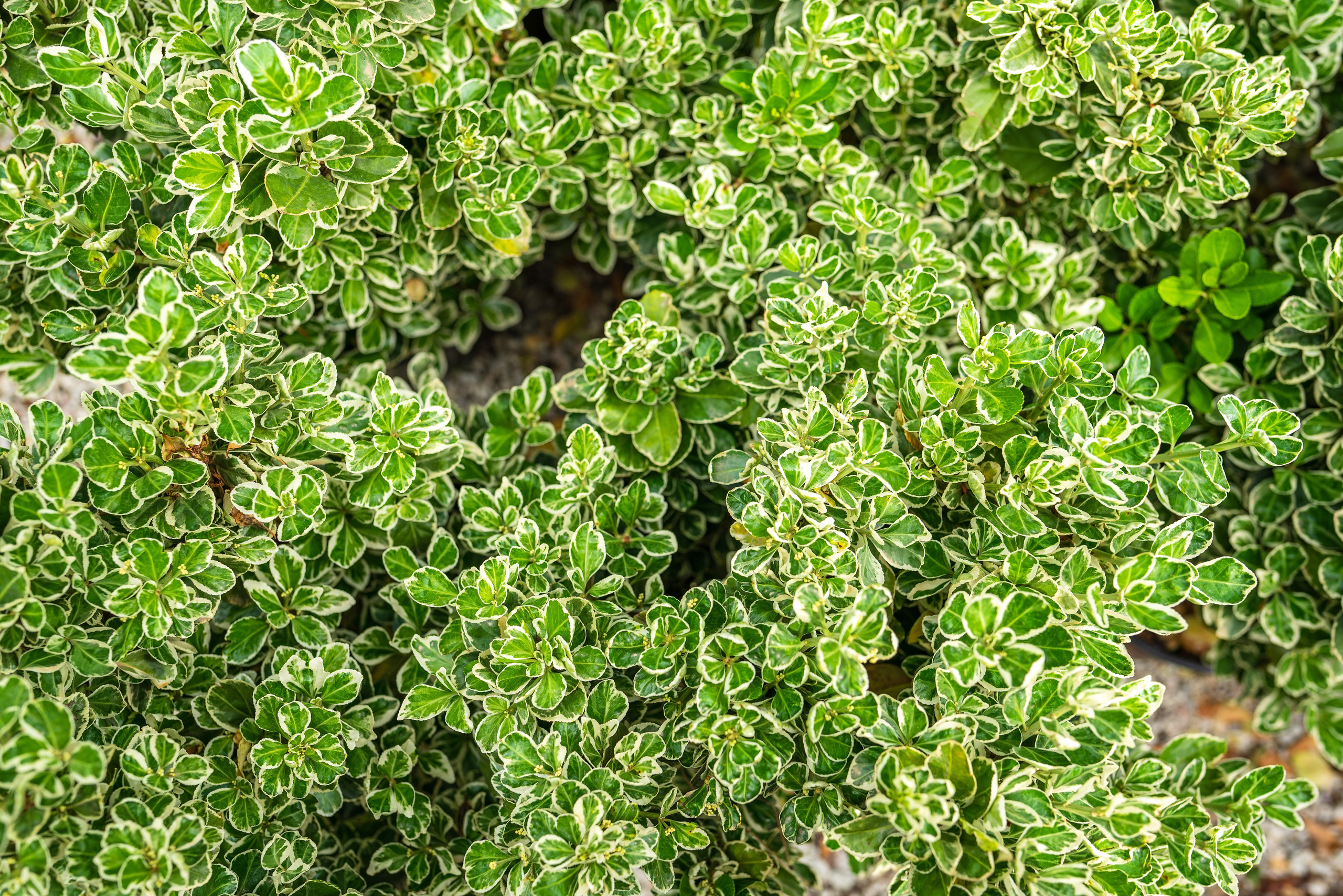 Садовый центр Зеленый город. Фотограф Сочи