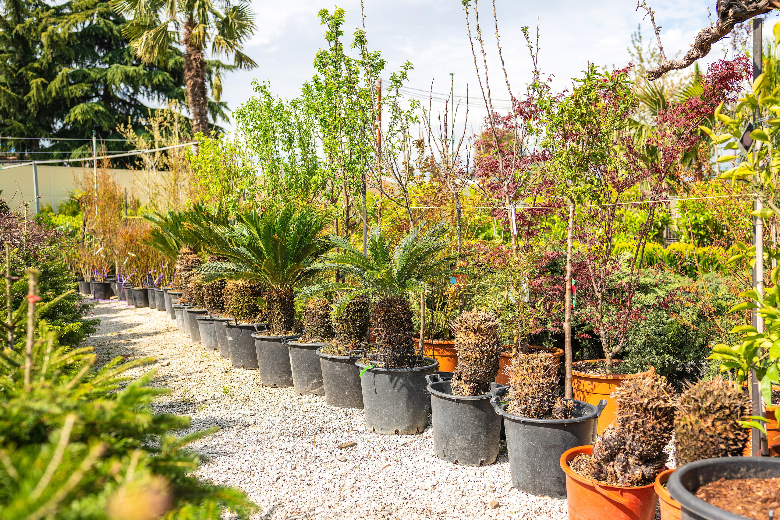 Садовый центр Зеленый город. Фотограф Сочи