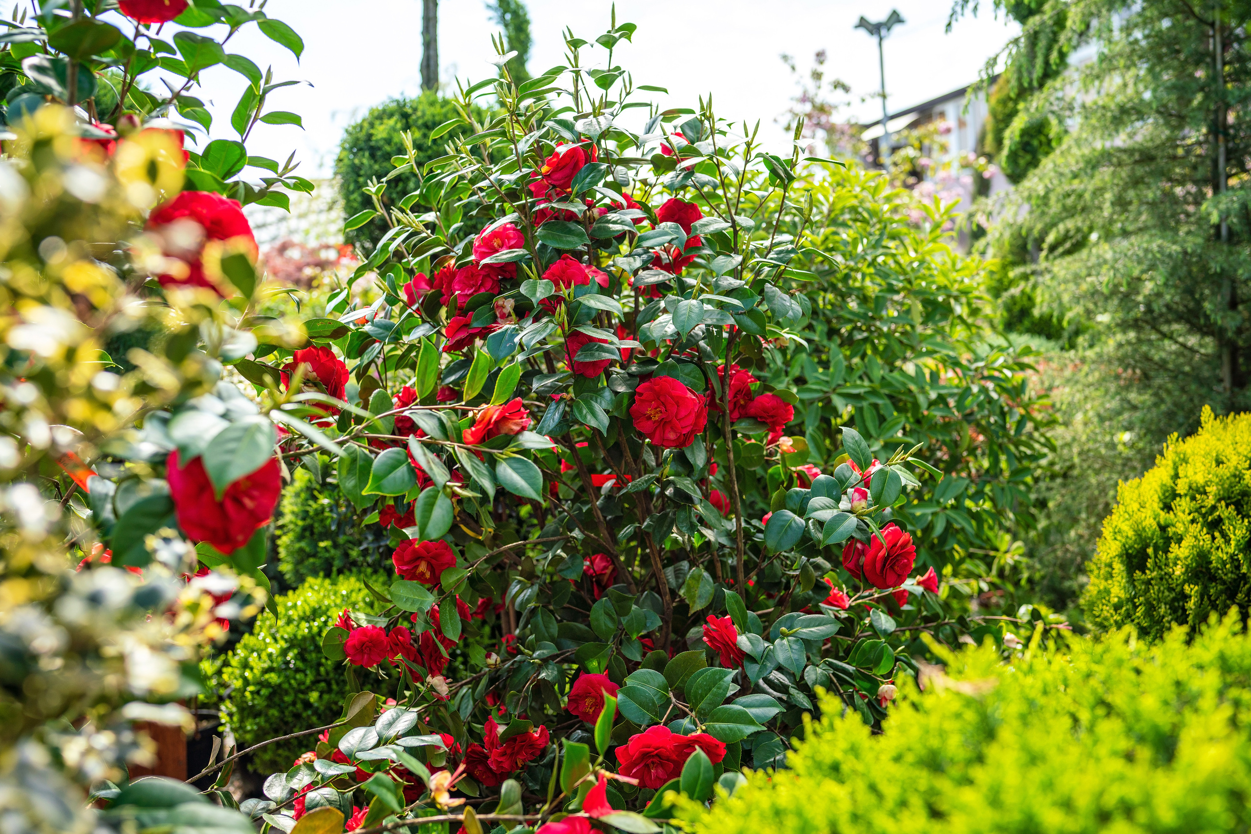 Садовый центр Зеленый город. Фотограф Сочи