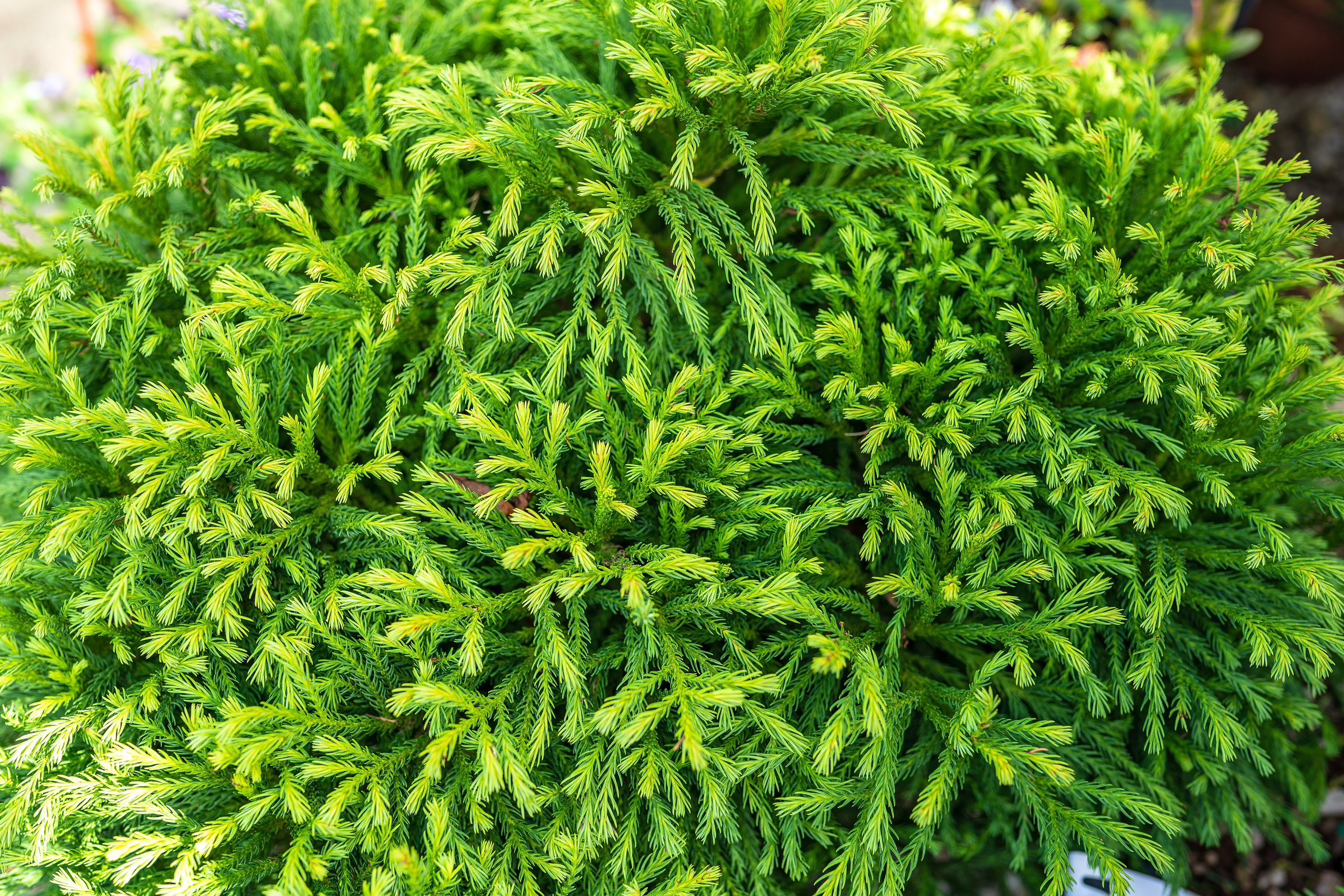 Садовый центр Зеленый город. Фотограф Сочи